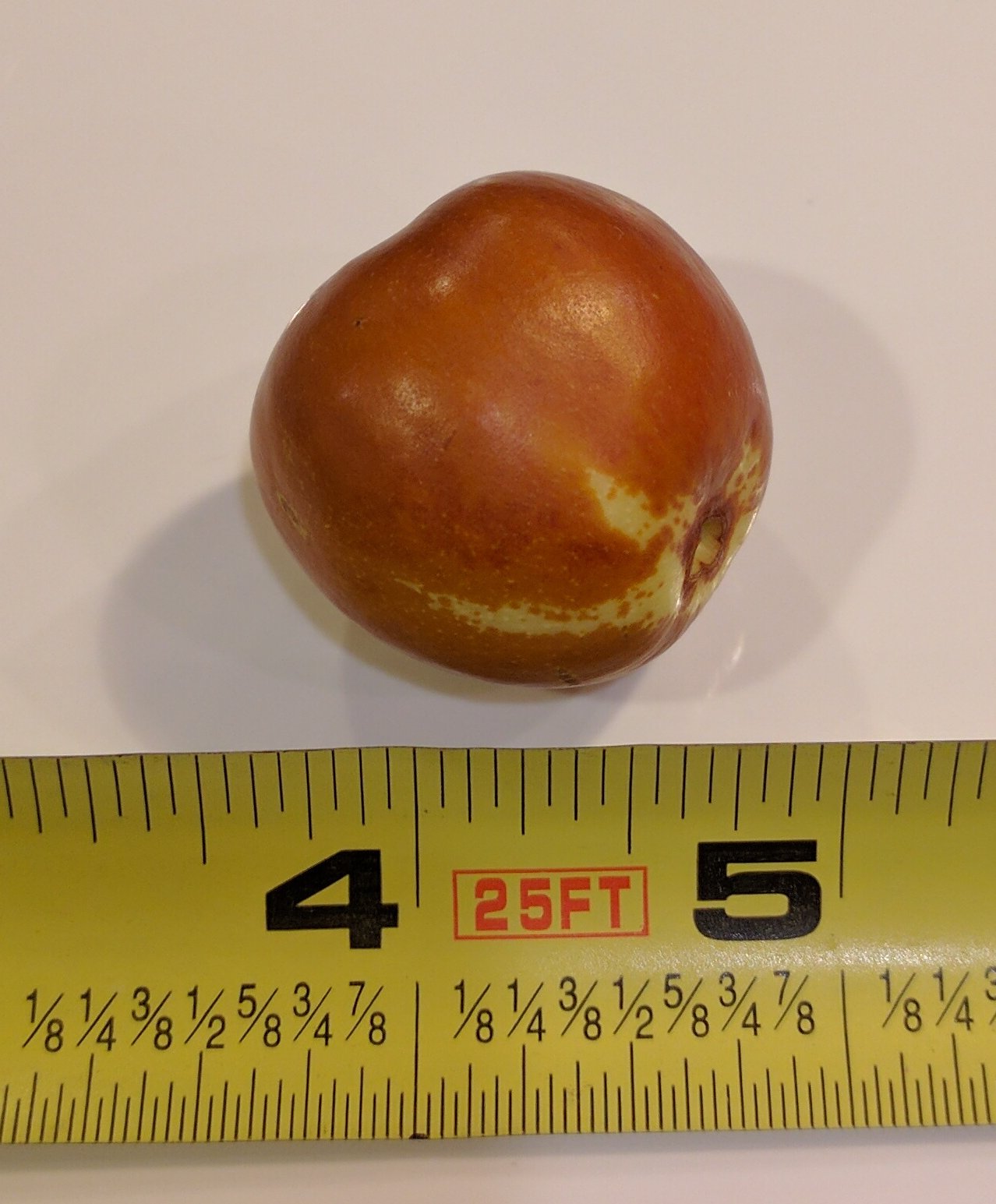 A plant, tree, bush, shrub or vine