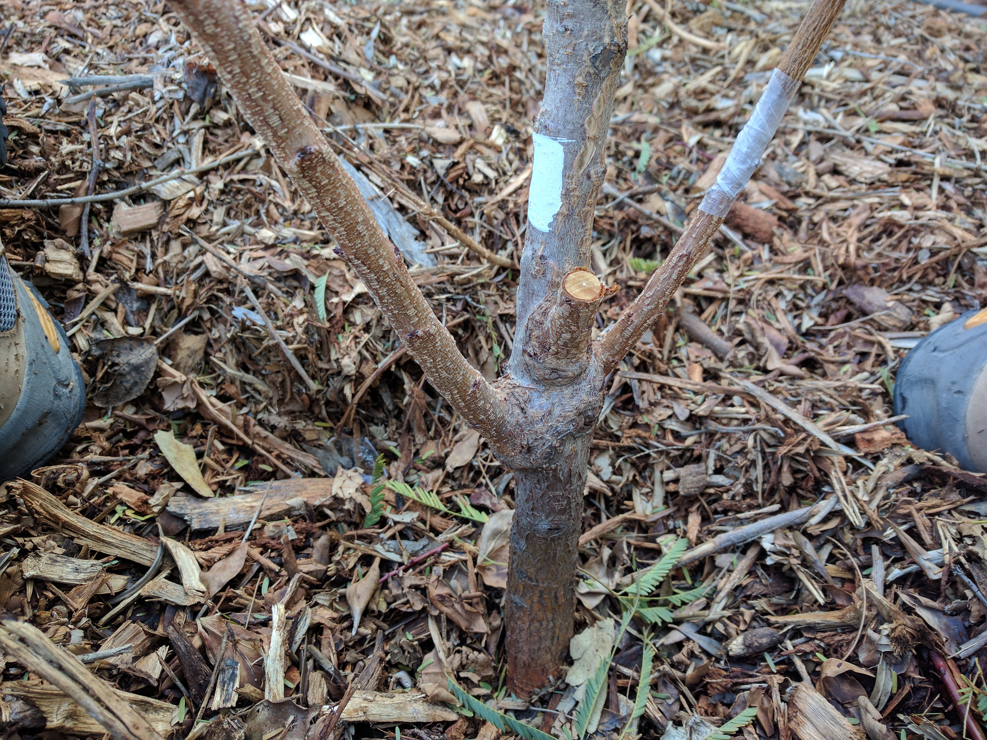 A plant, tree, bush, shrub or vine