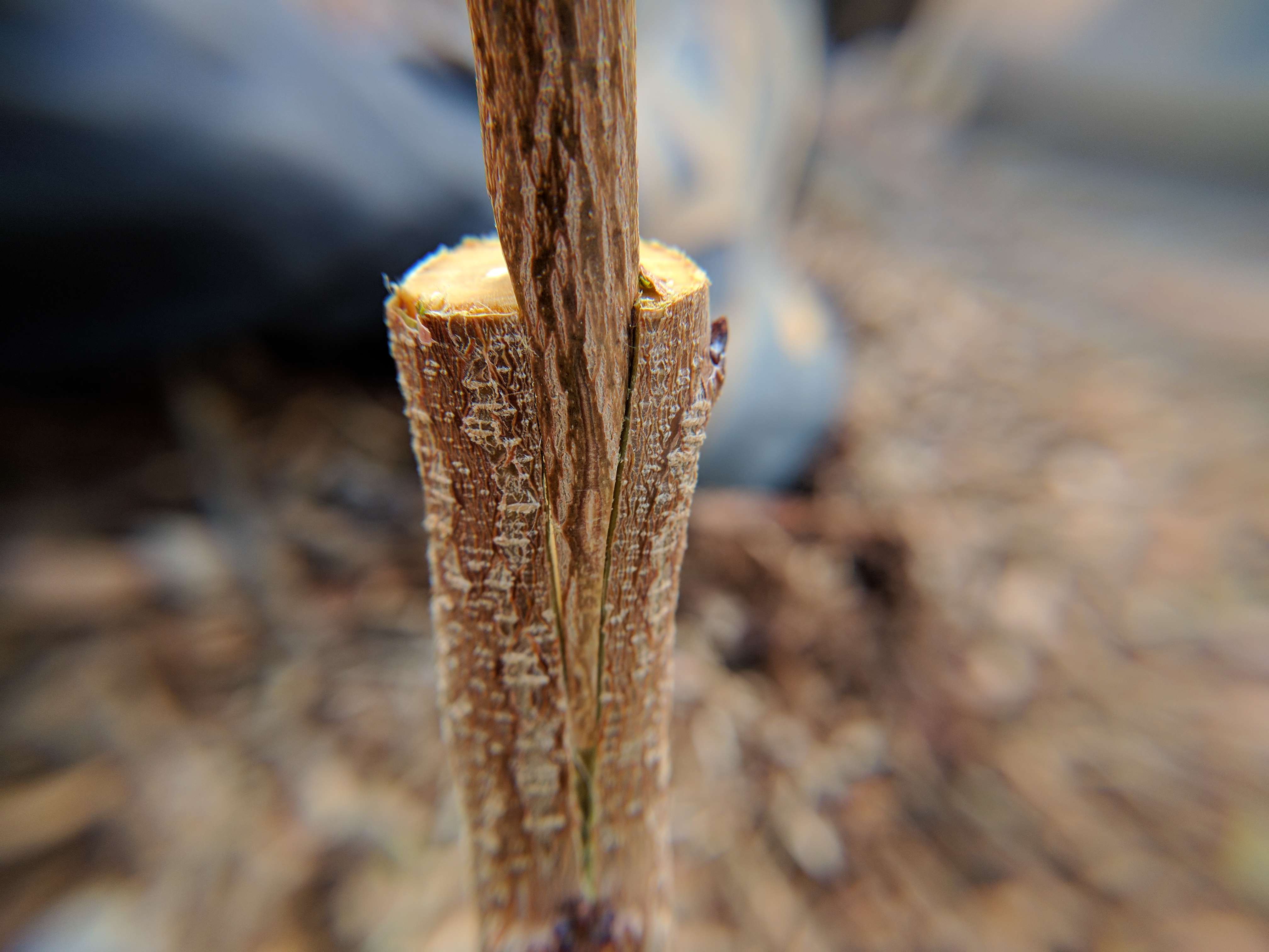 A plant, tree, bush, shrub or vine