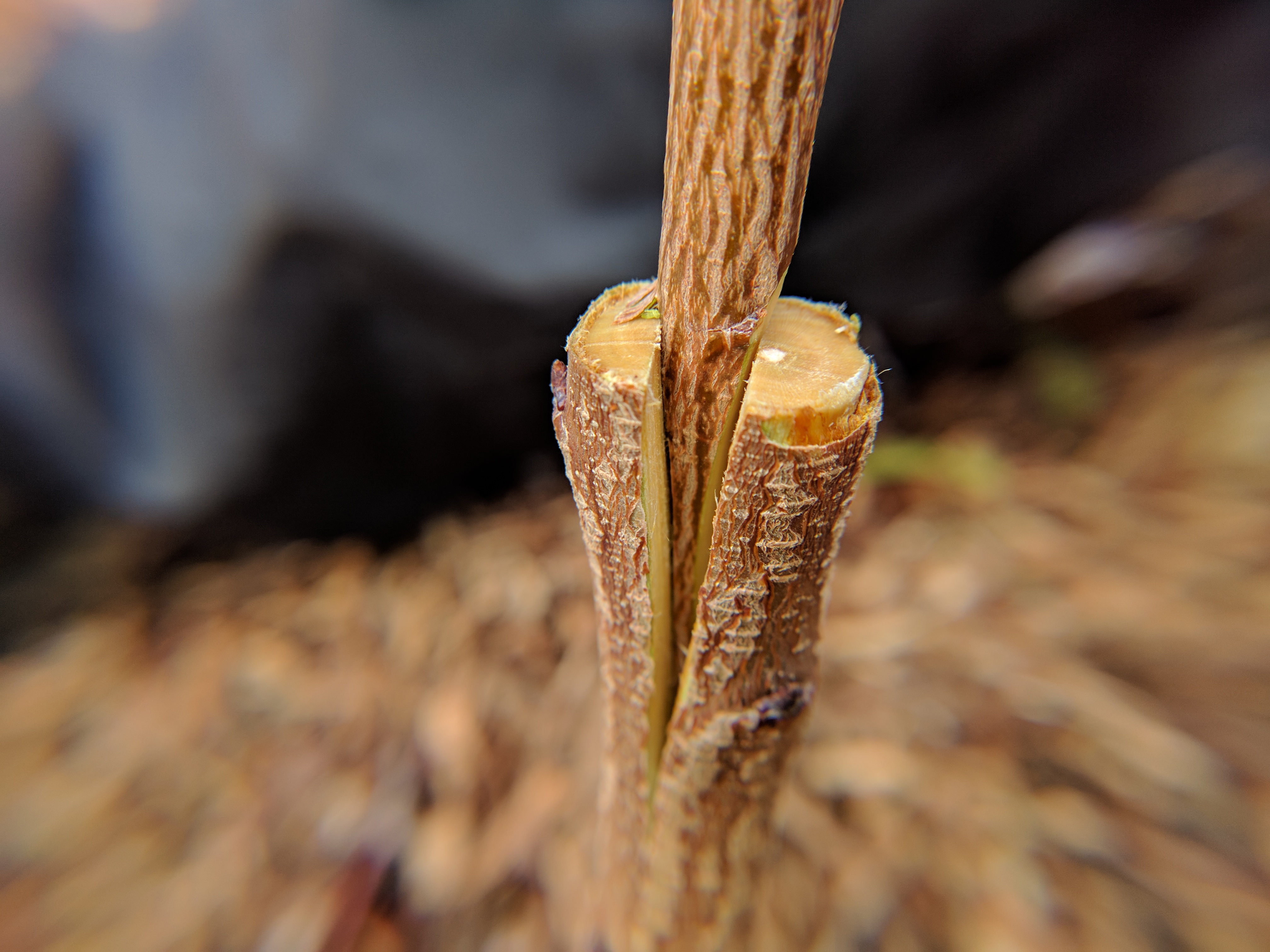 A plant, tree, bush, shrub or vine