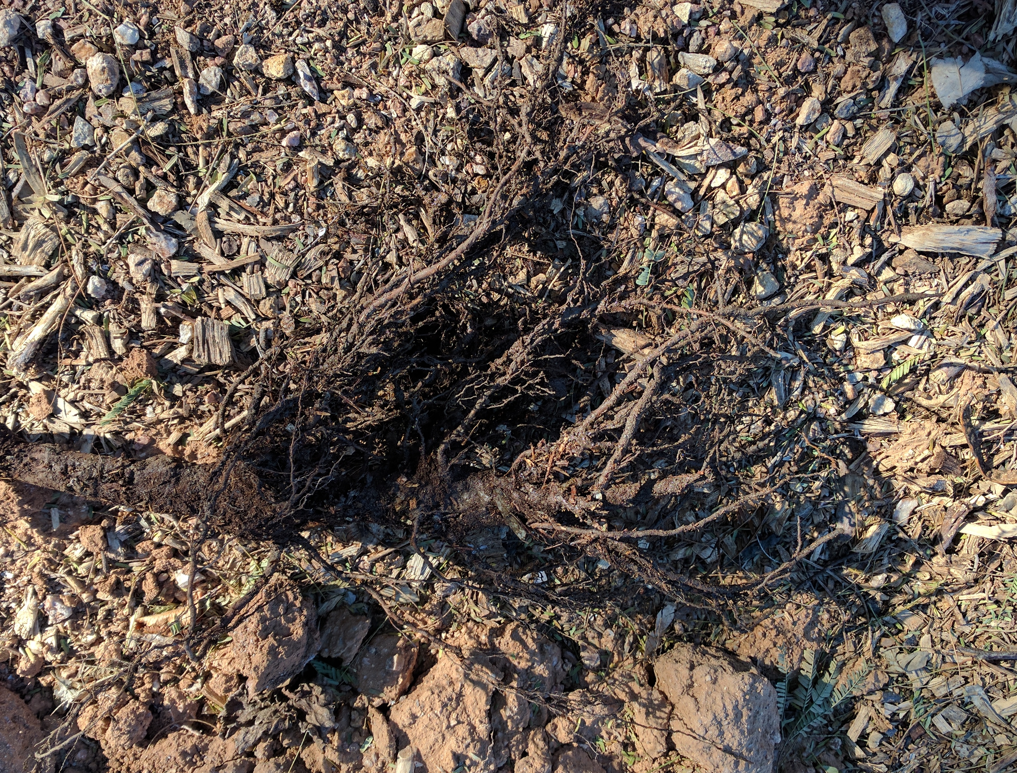 A plant, tree, bush, shrub or vine