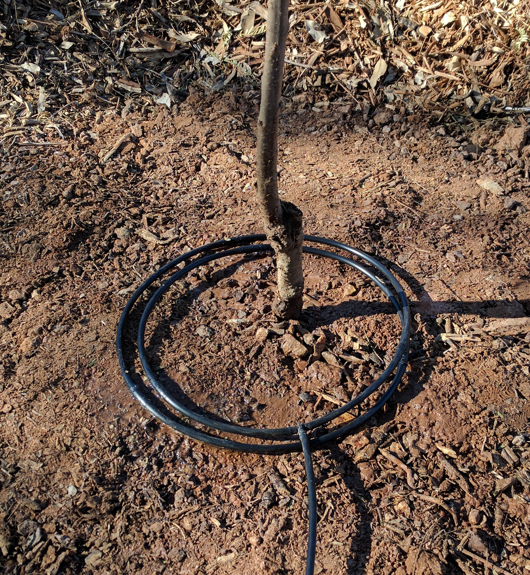 A plant, tree, bush, shrub or vine