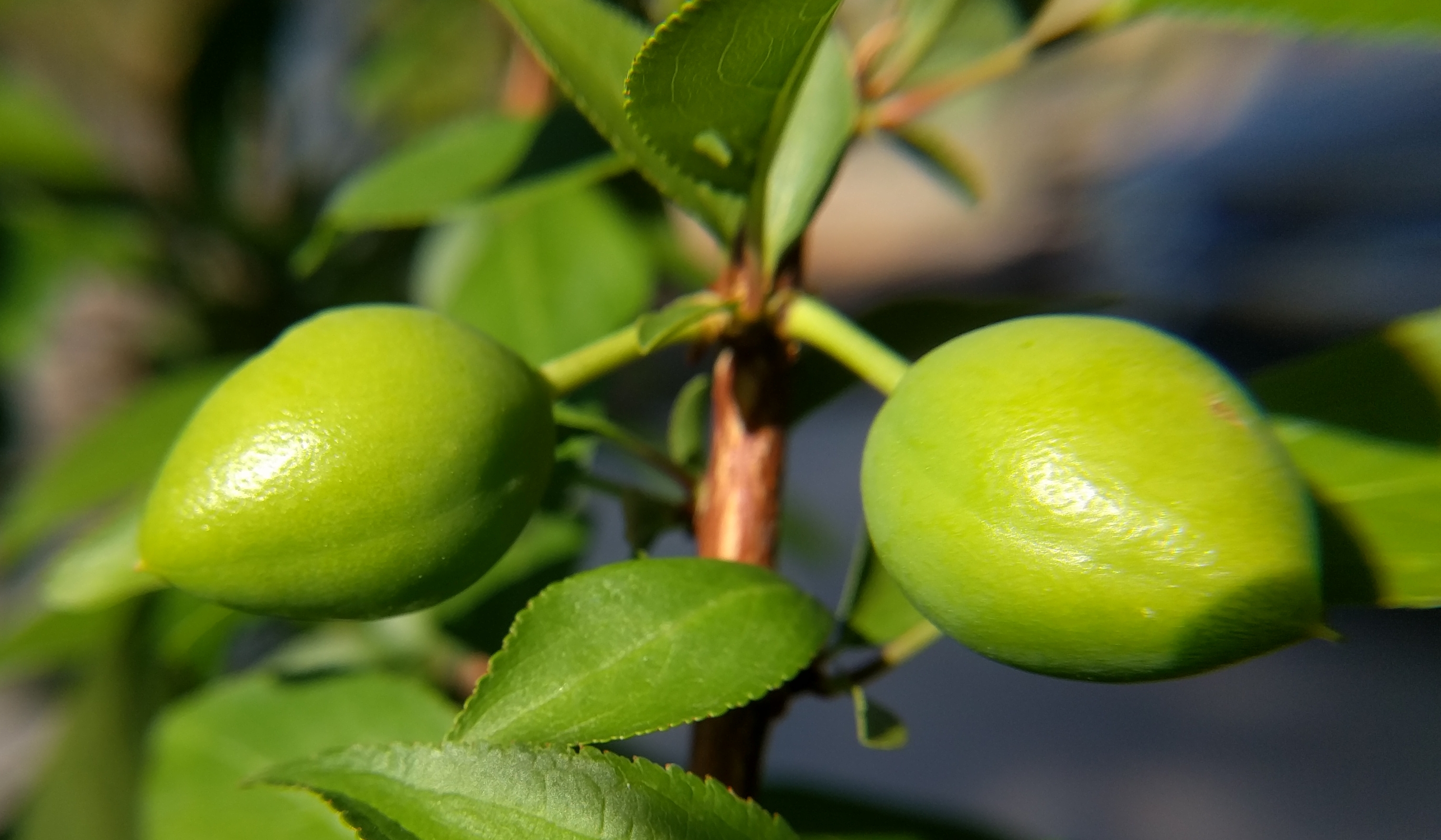 A plant, tree, bush, shrub or vine