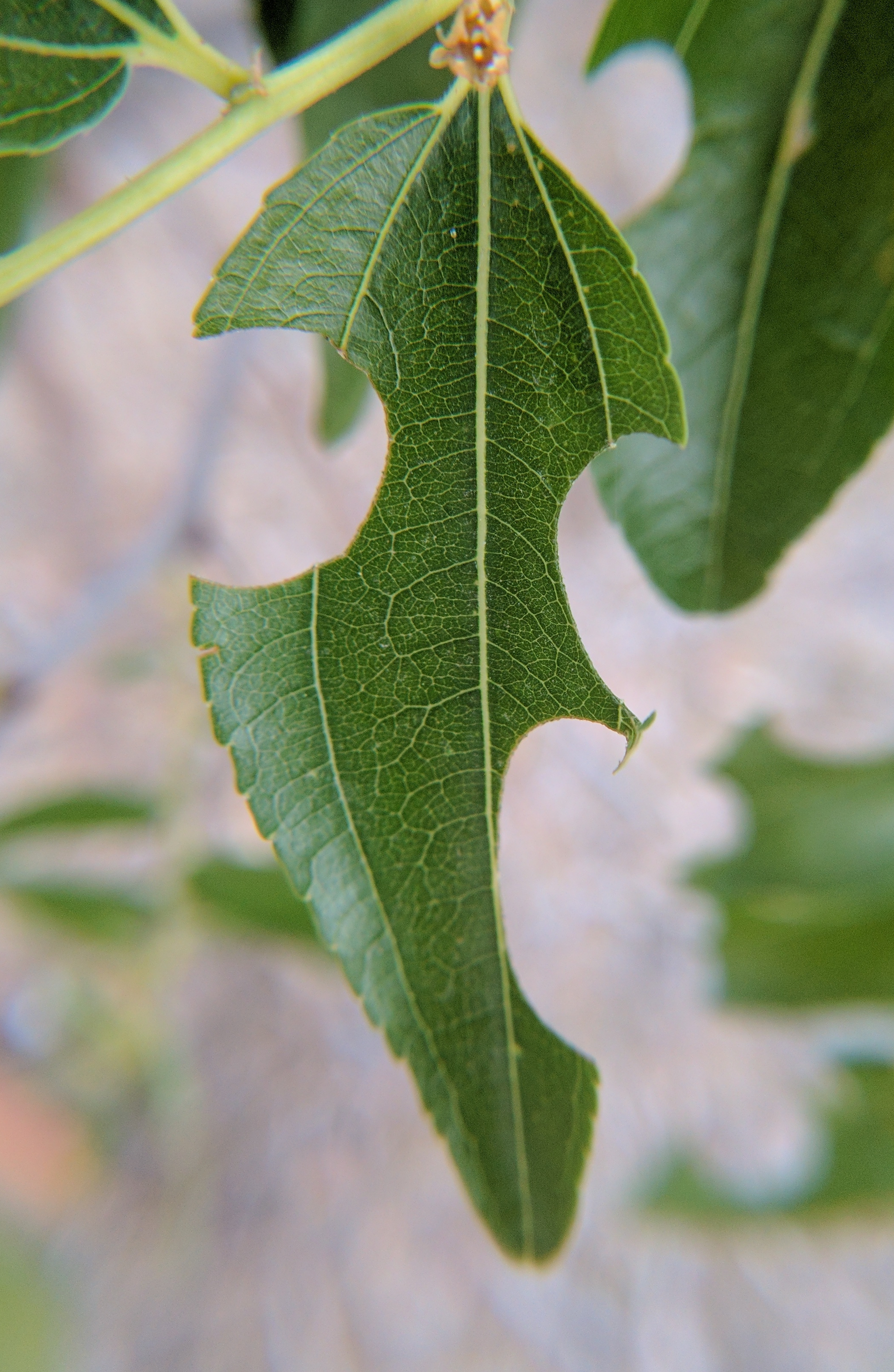 A plant, tree, bush, shrub or vine