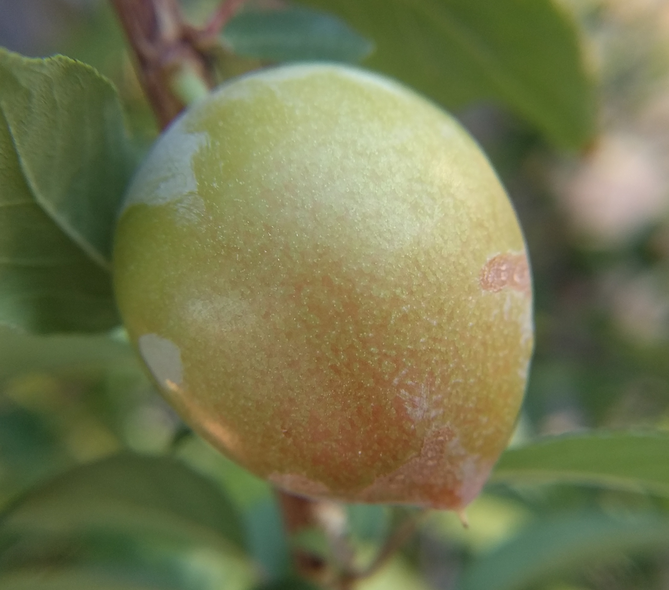 A plant, tree, bush, shrub or vine