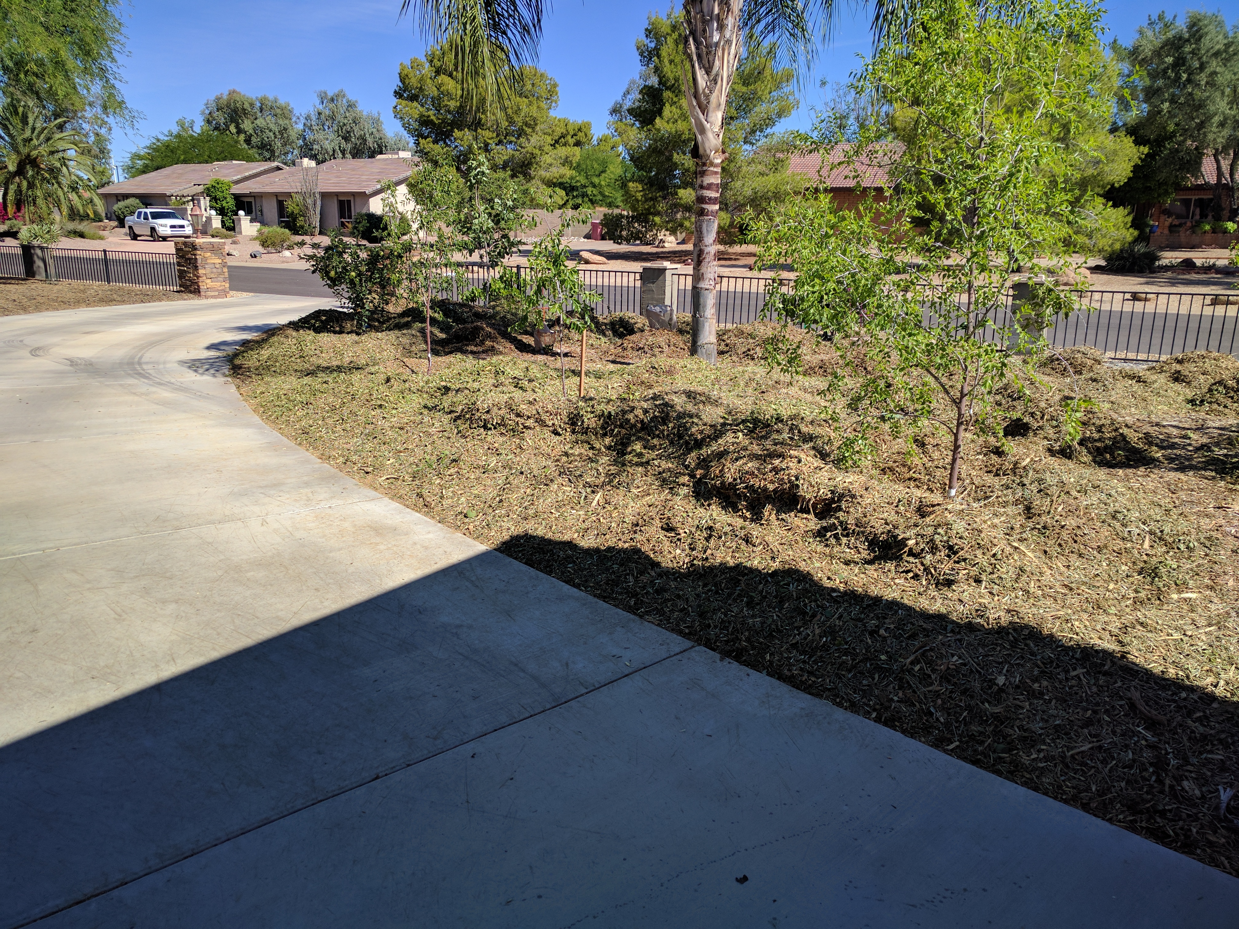A plant, tree, bush, shrub or vine