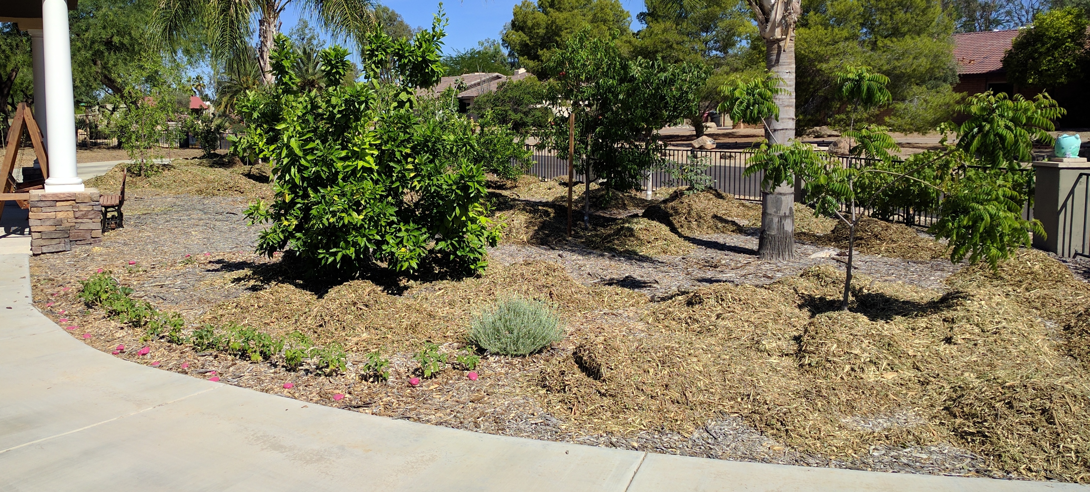 A plant, tree, bush, shrub or vine