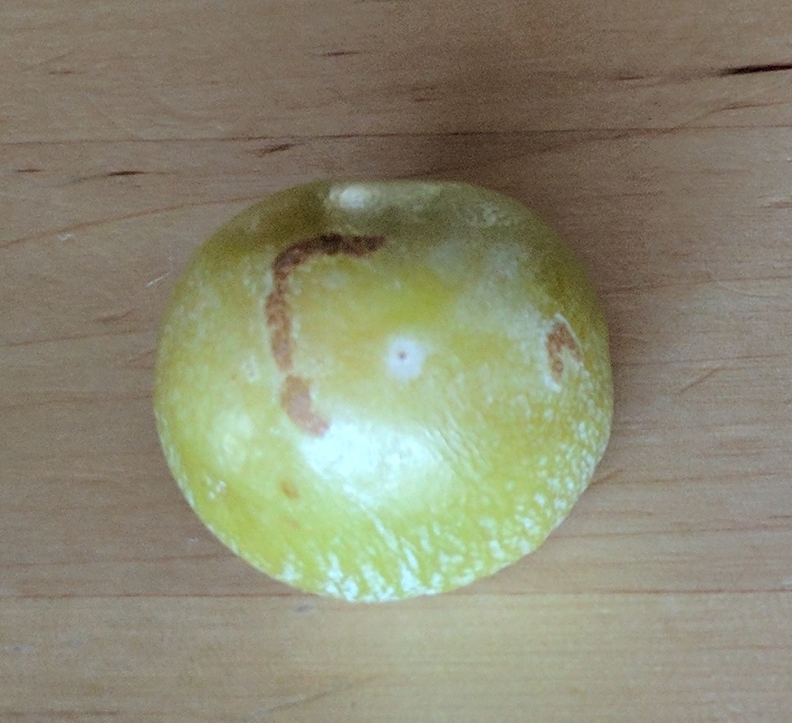 A plant, tree, bush, shrub or vine