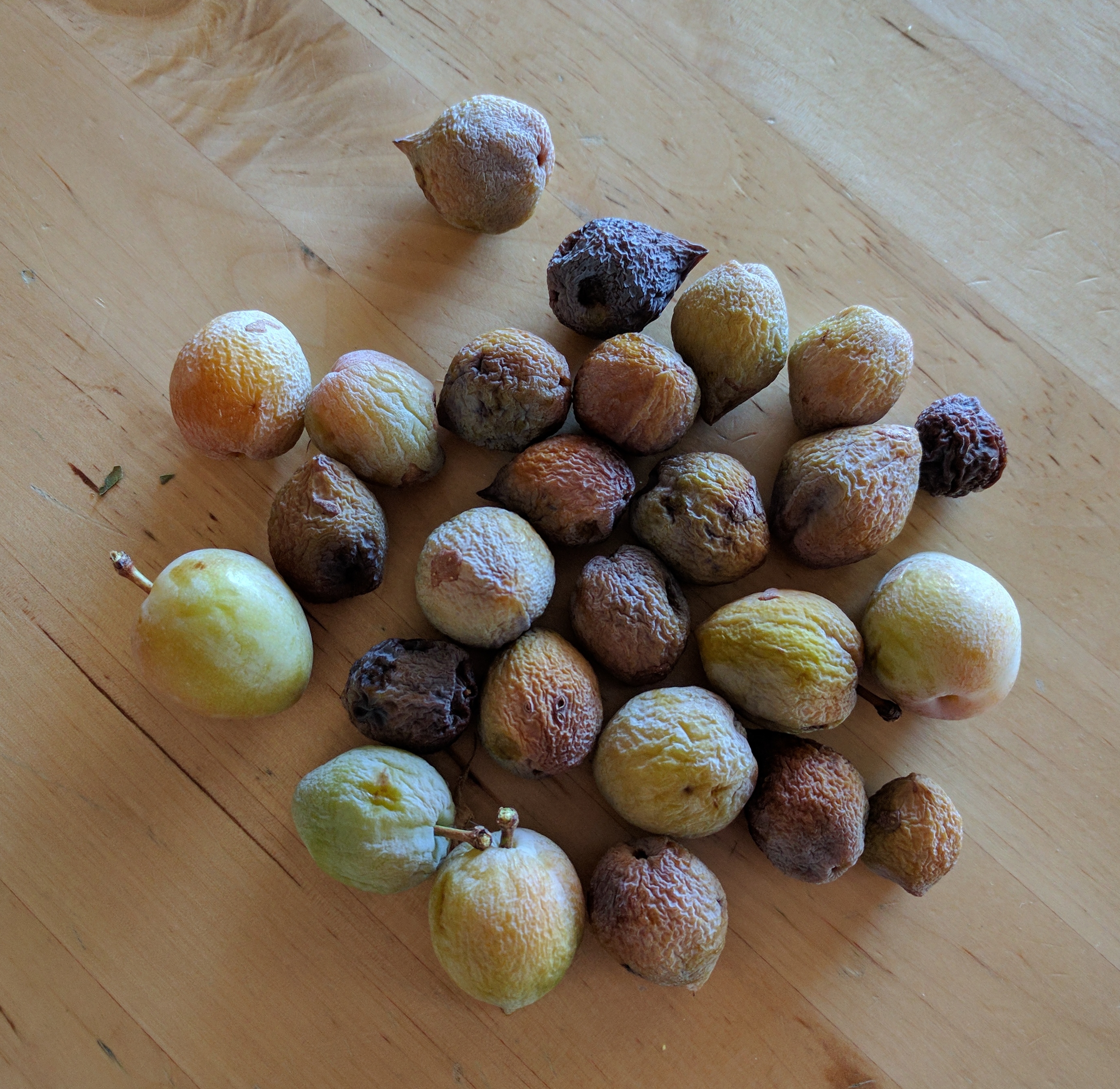 A plant, tree, bush, shrub or vine