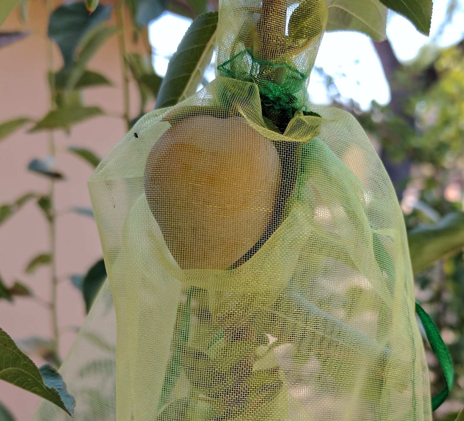 A plant, tree, bush, shrub or vine