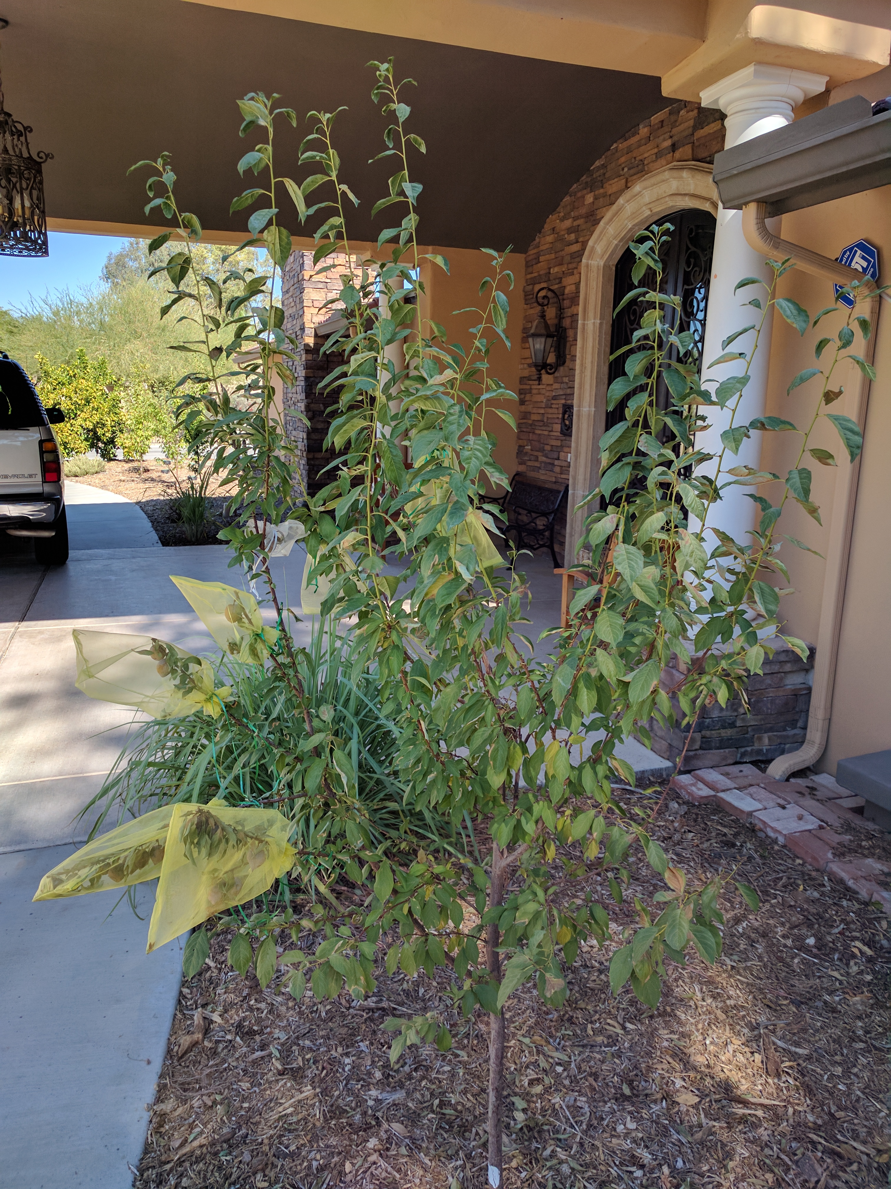A plant, tree, bush, shrub or vine