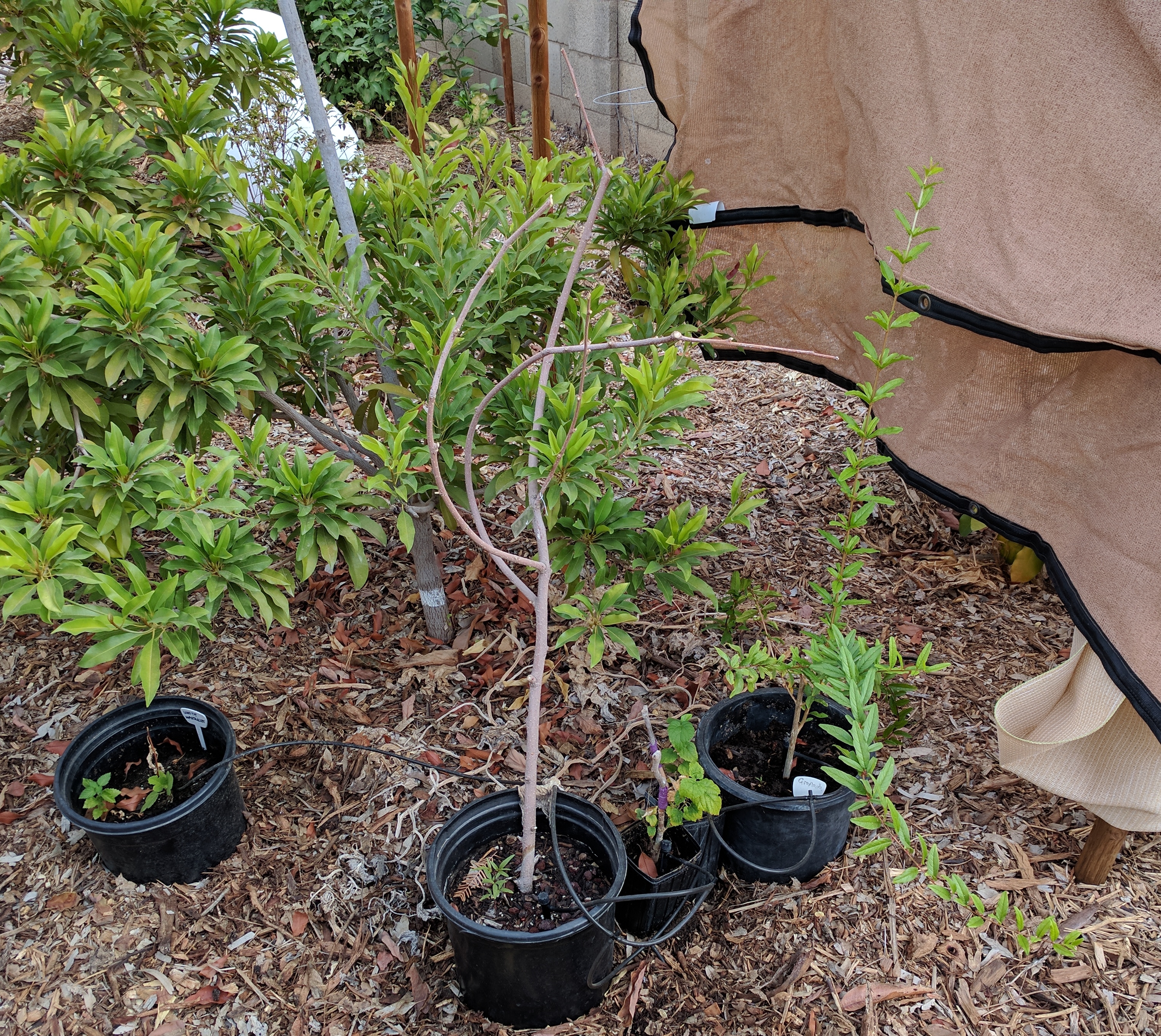 A plant, tree, bush, shrub or vine