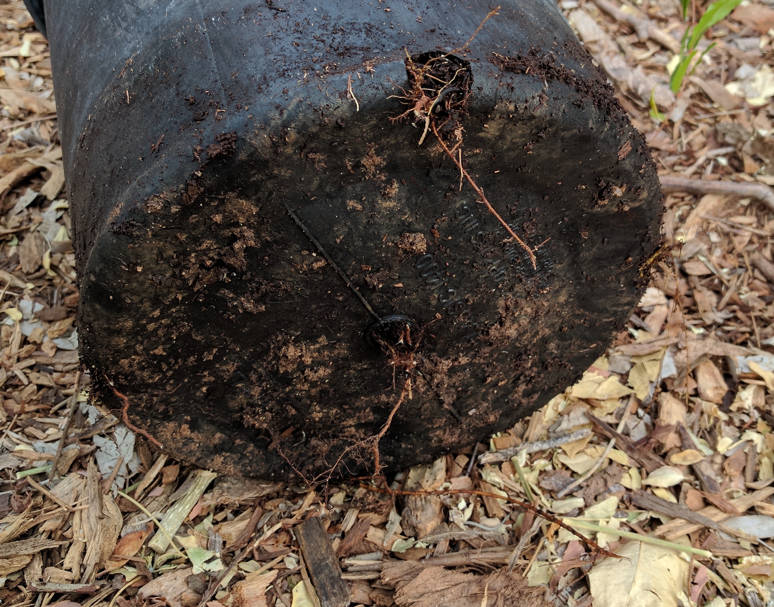 A plant, tree, bush, shrub or vine