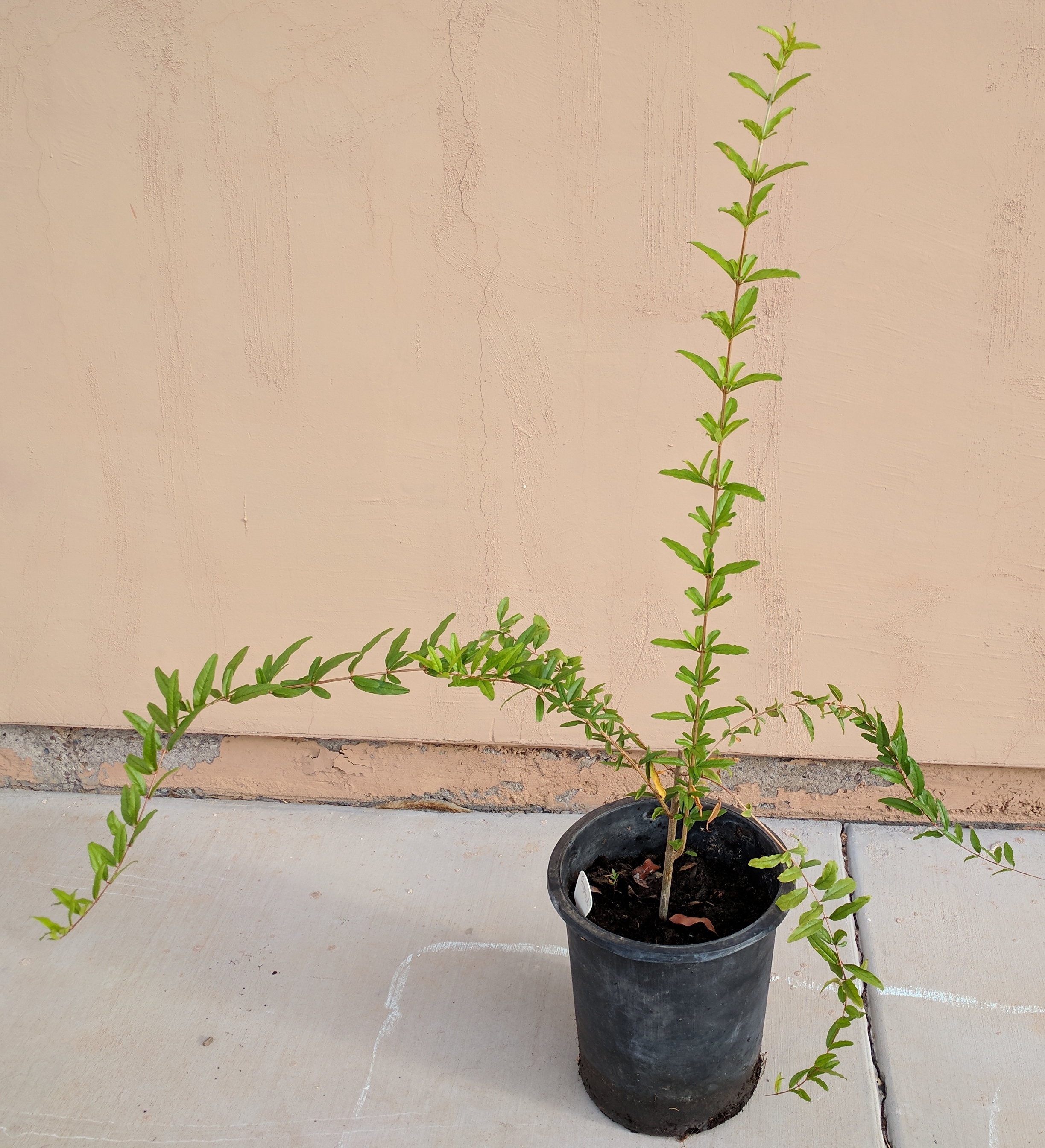 A plant, tree, bush, shrub or vine