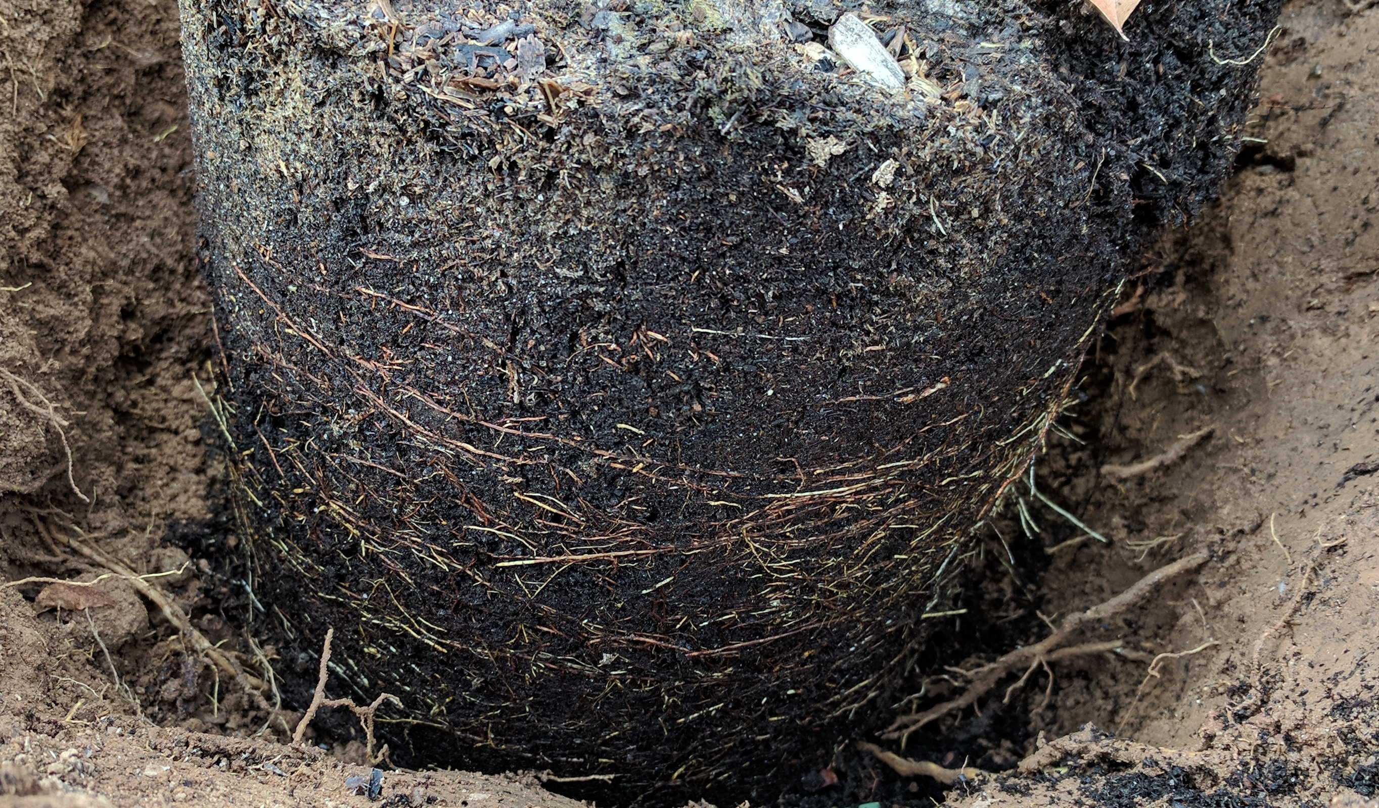 A plant, tree, bush, shrub or vine