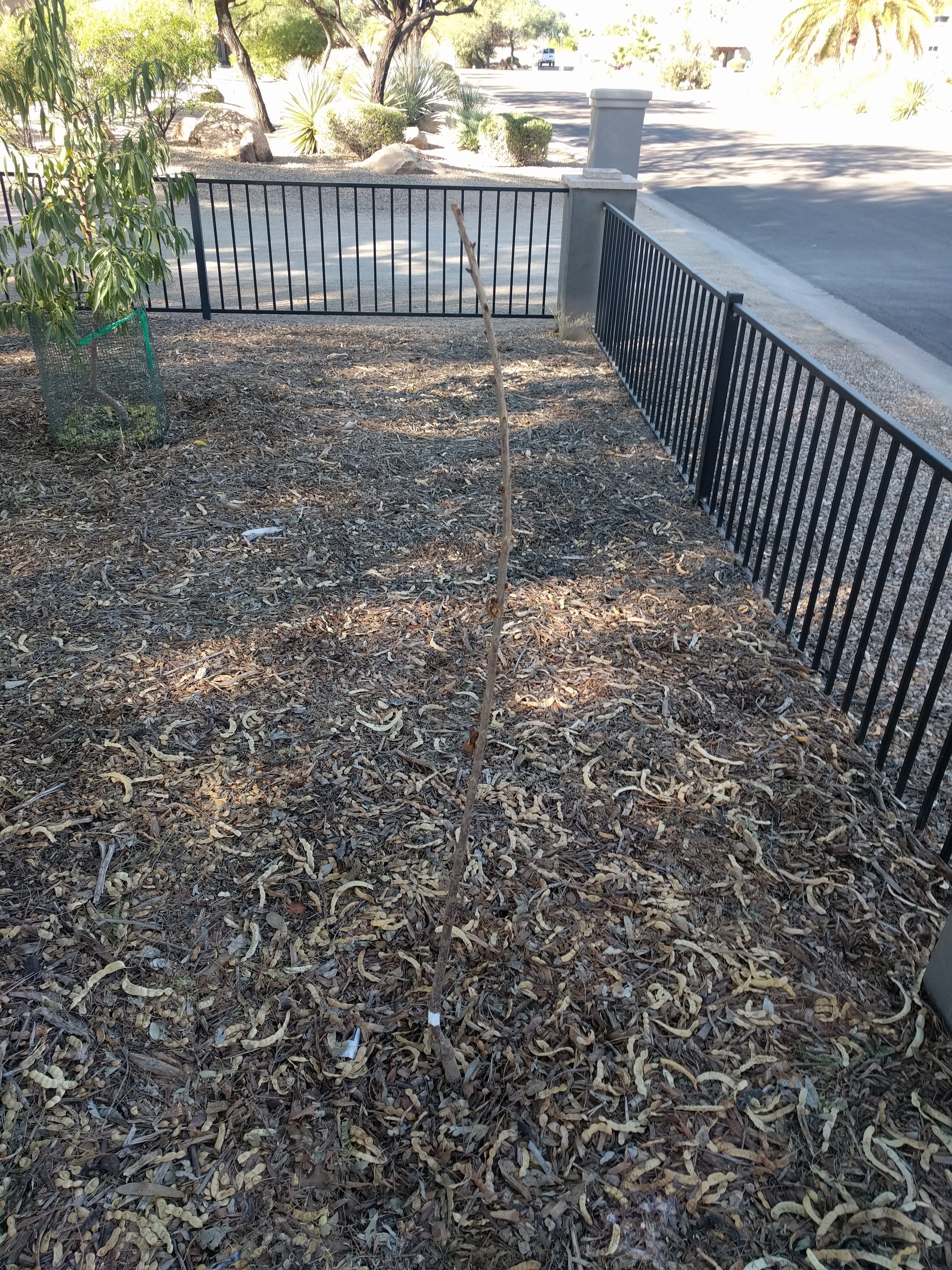 A plant, tree, bush, shrub or vine