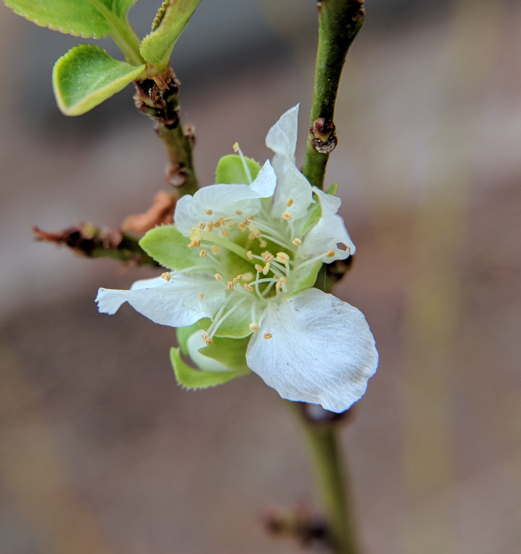 A plant, tree, bush, shrub or vine
