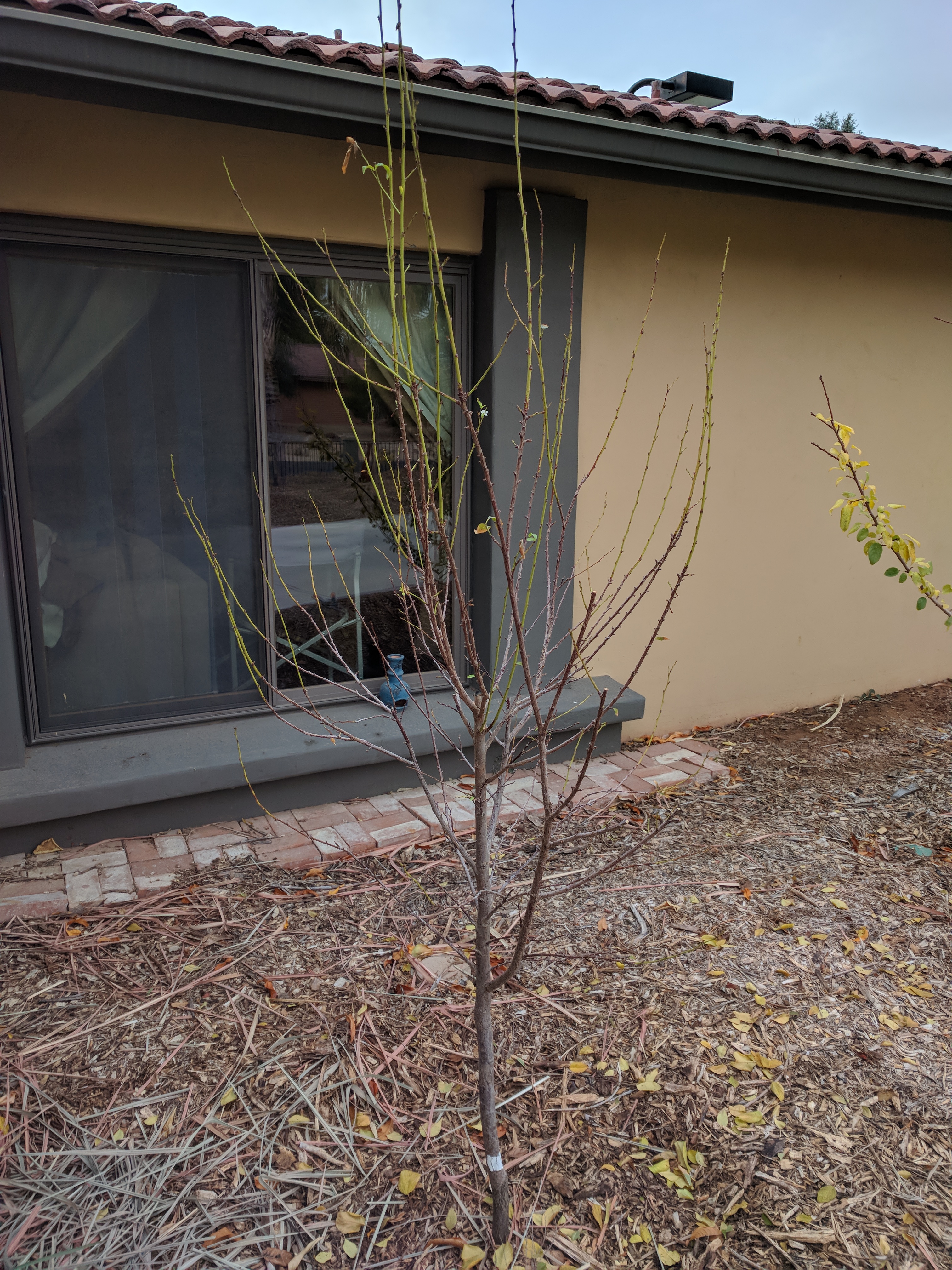 A plant, tree, bush, shrub or vine