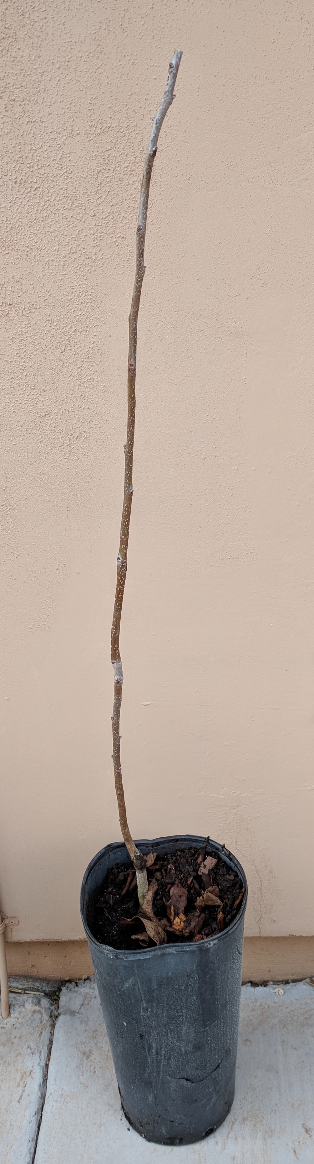 A plant, tree, bush, shrub or vine