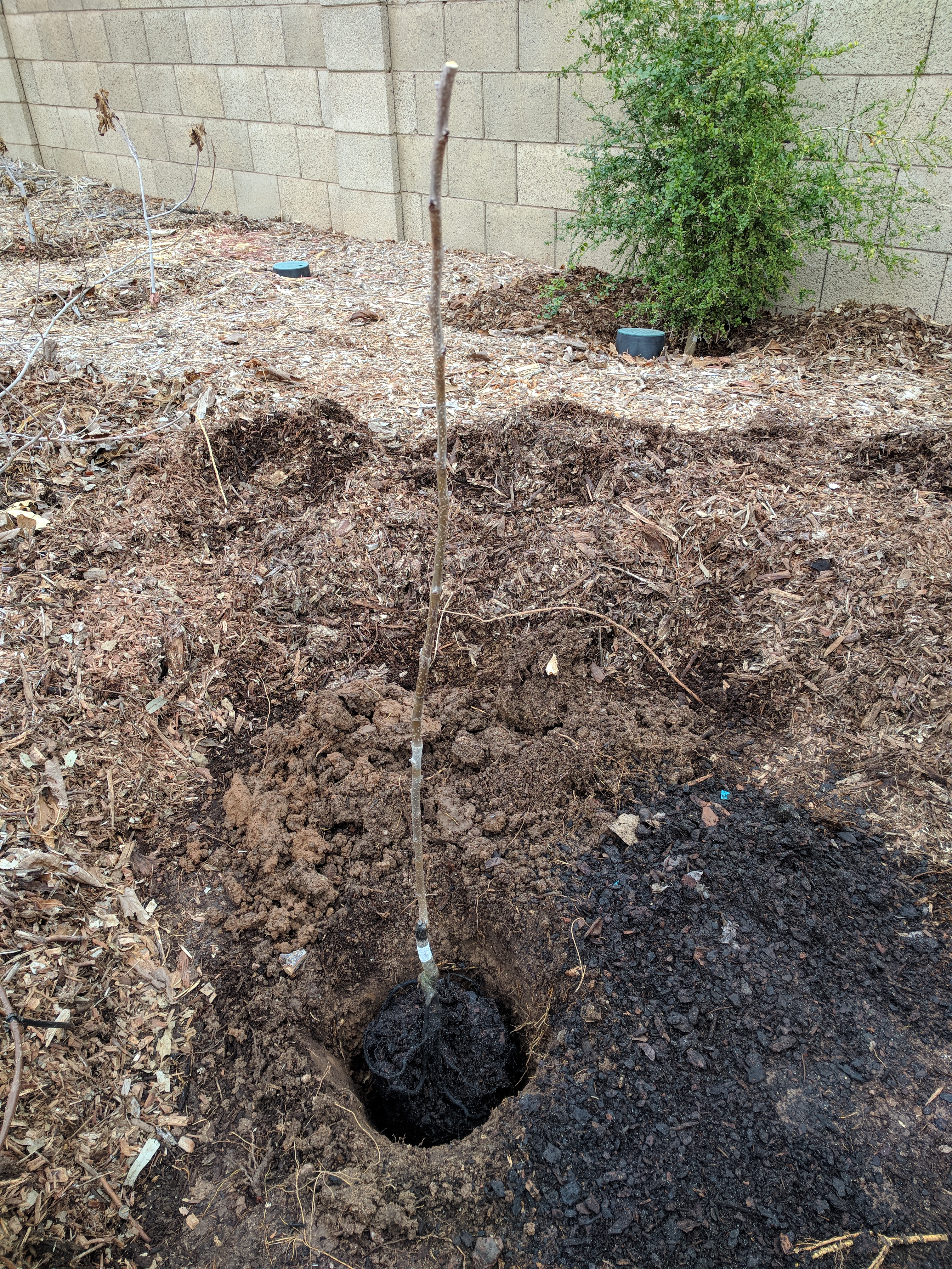 A plant, tree, bush, shrub or vine