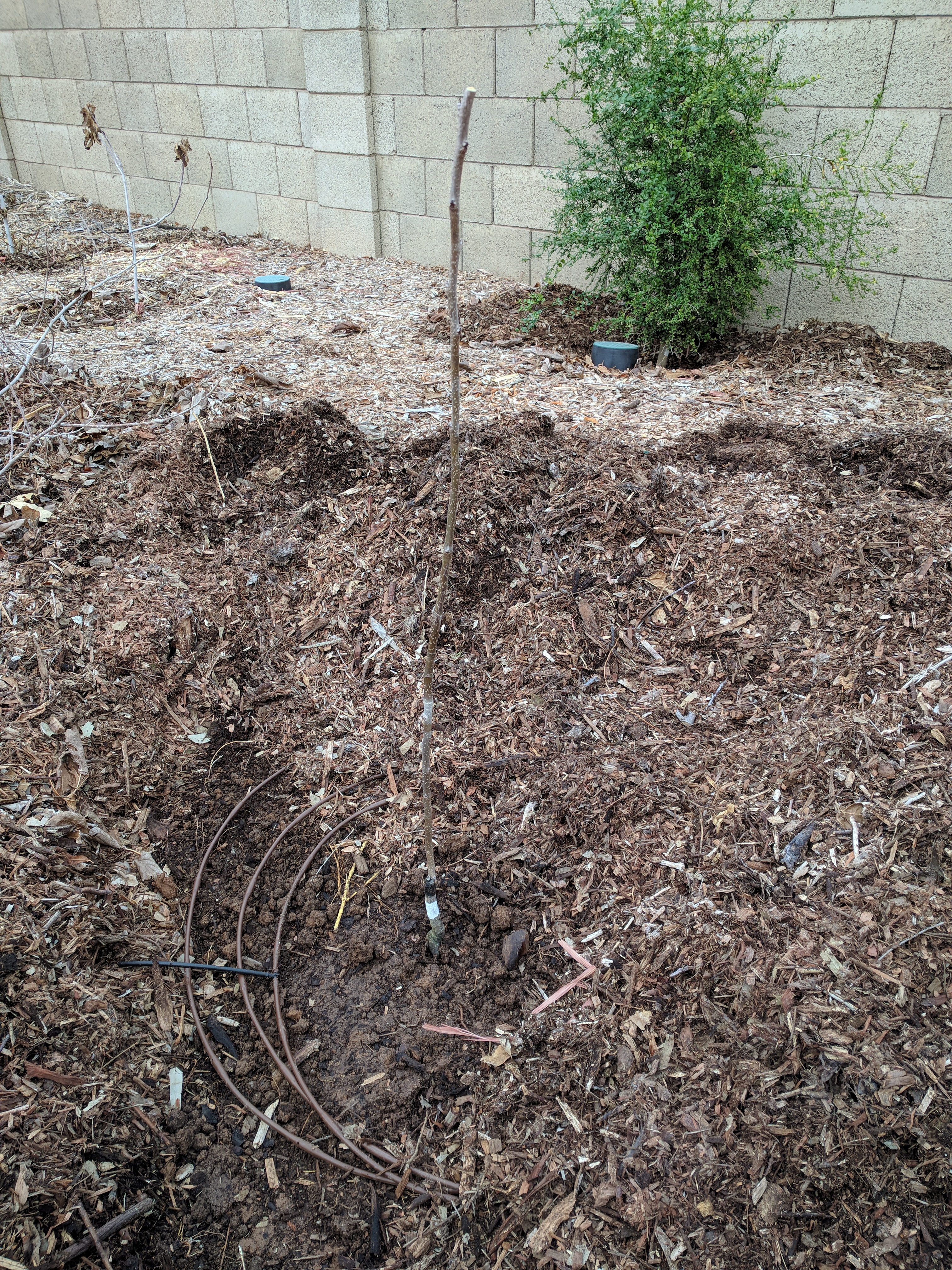 A plant, tree, bush, shrub or vine