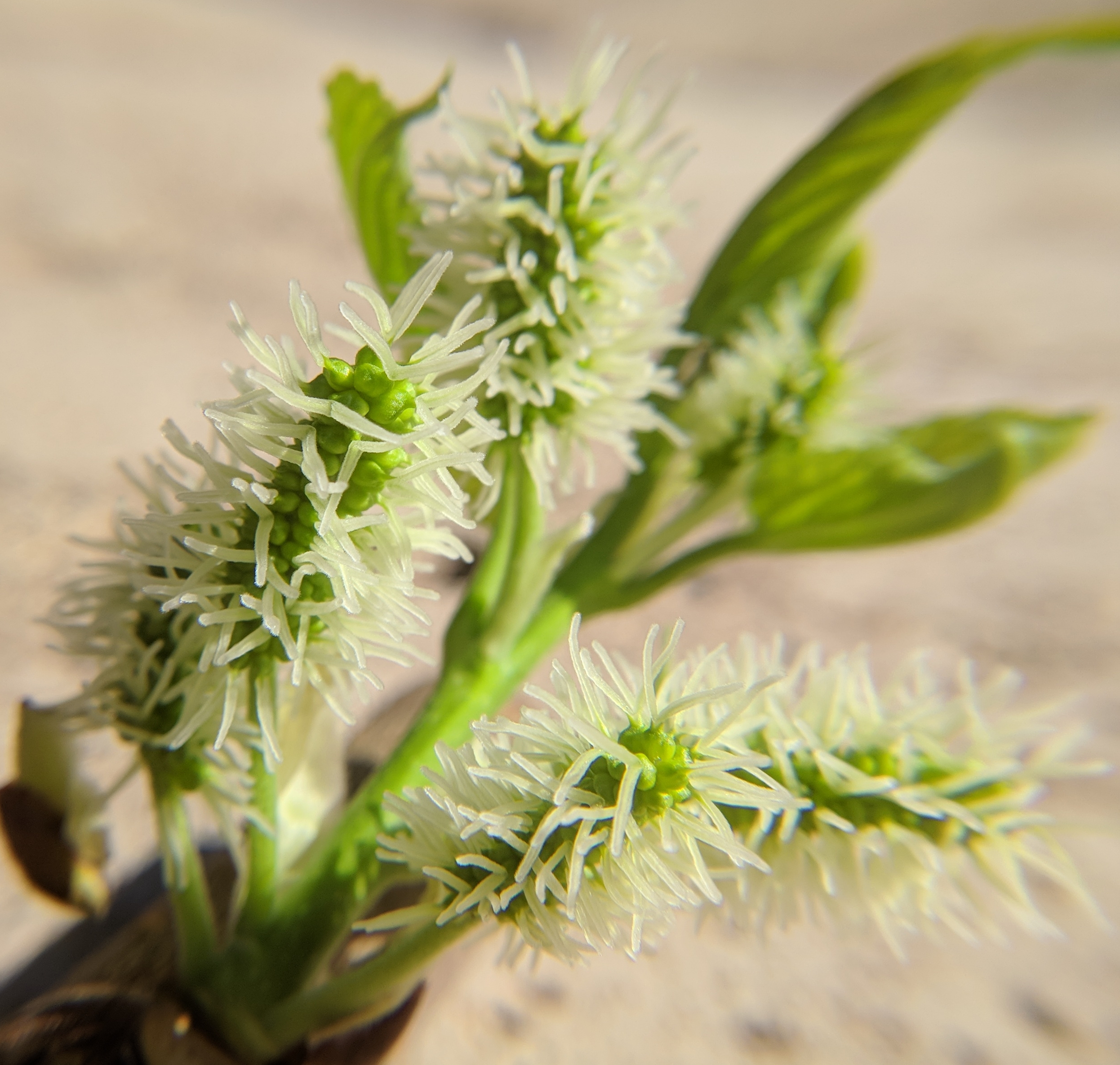 A plant, tree, bush, shrub or vine