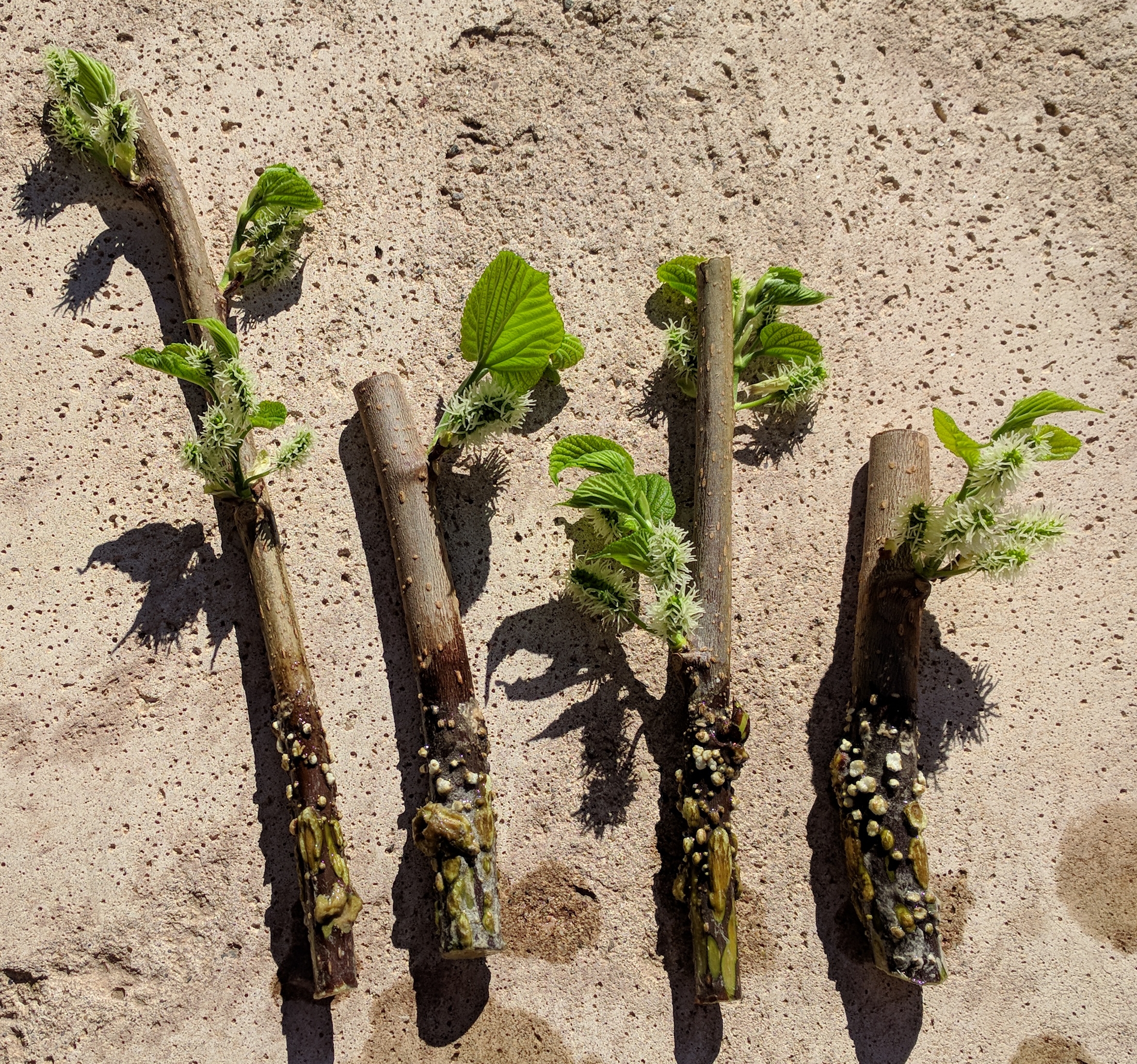 A plant, tree, bush, shrub or vine