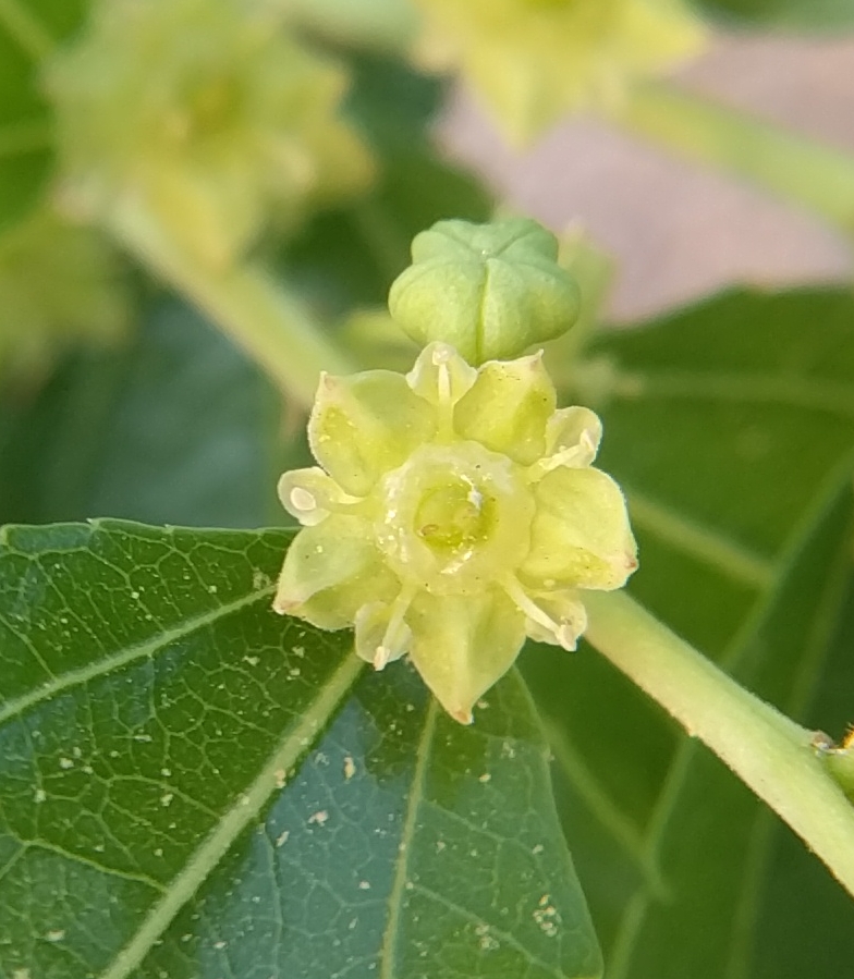 A plant, tree, bush, shrub or vine