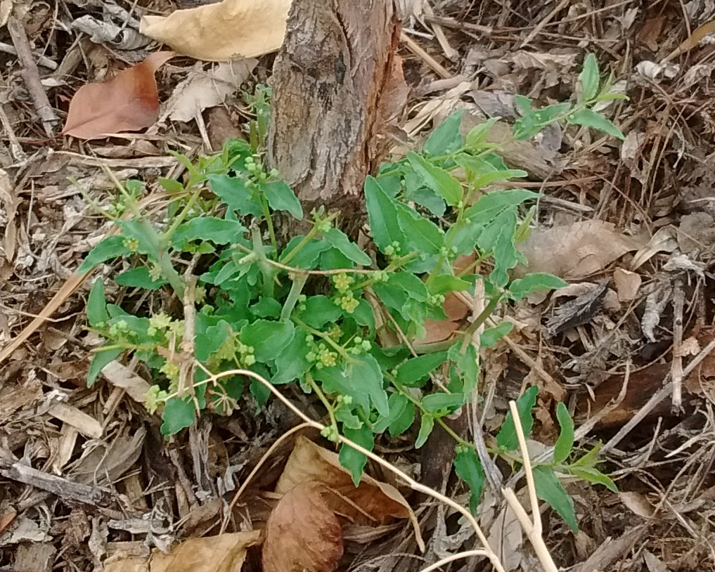 A plant, tree, bush, shrub or vine