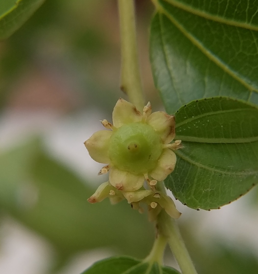A plant, tree, bush, shrub or vine