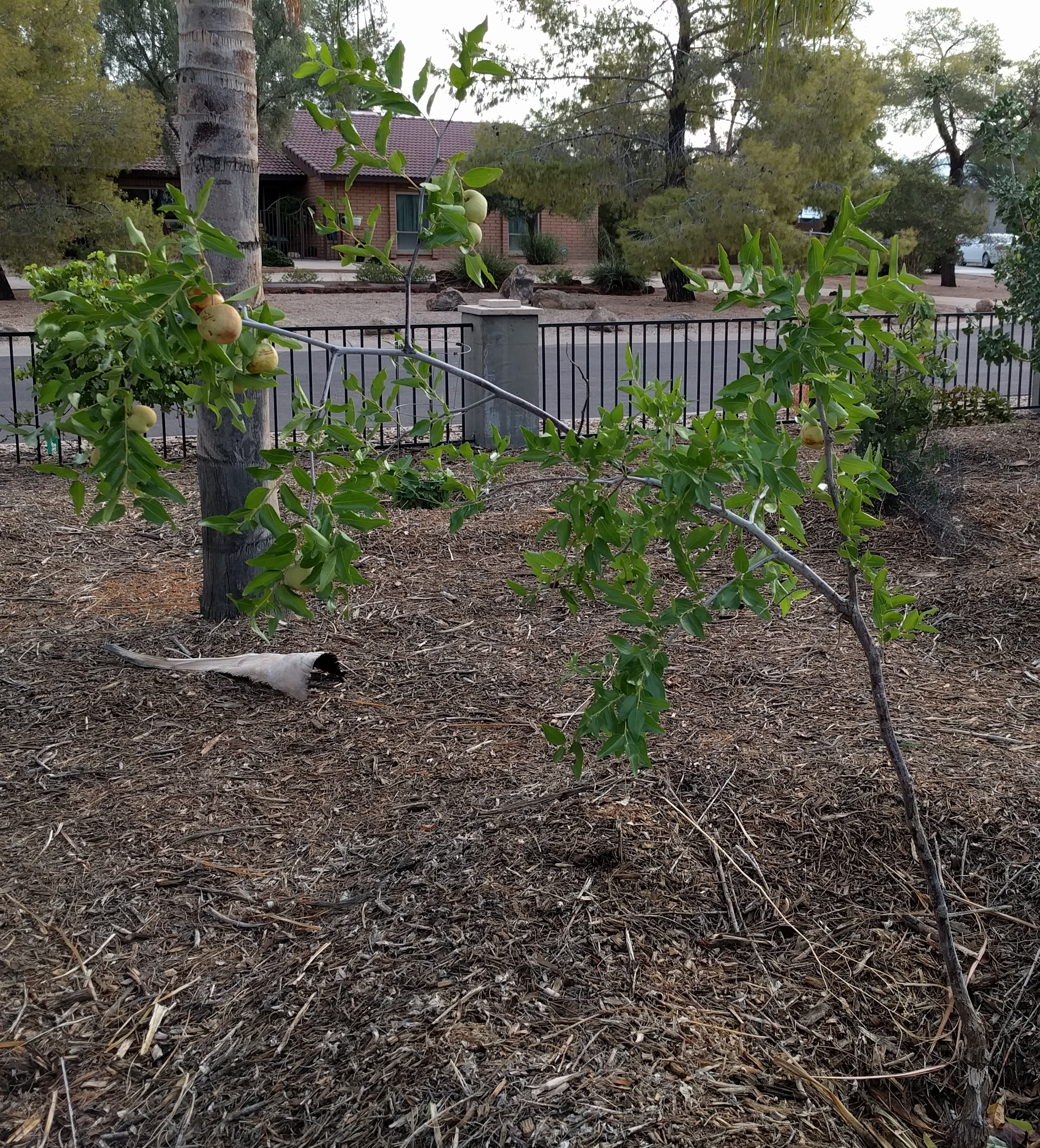 A plant, tree, bush, shrub or vine