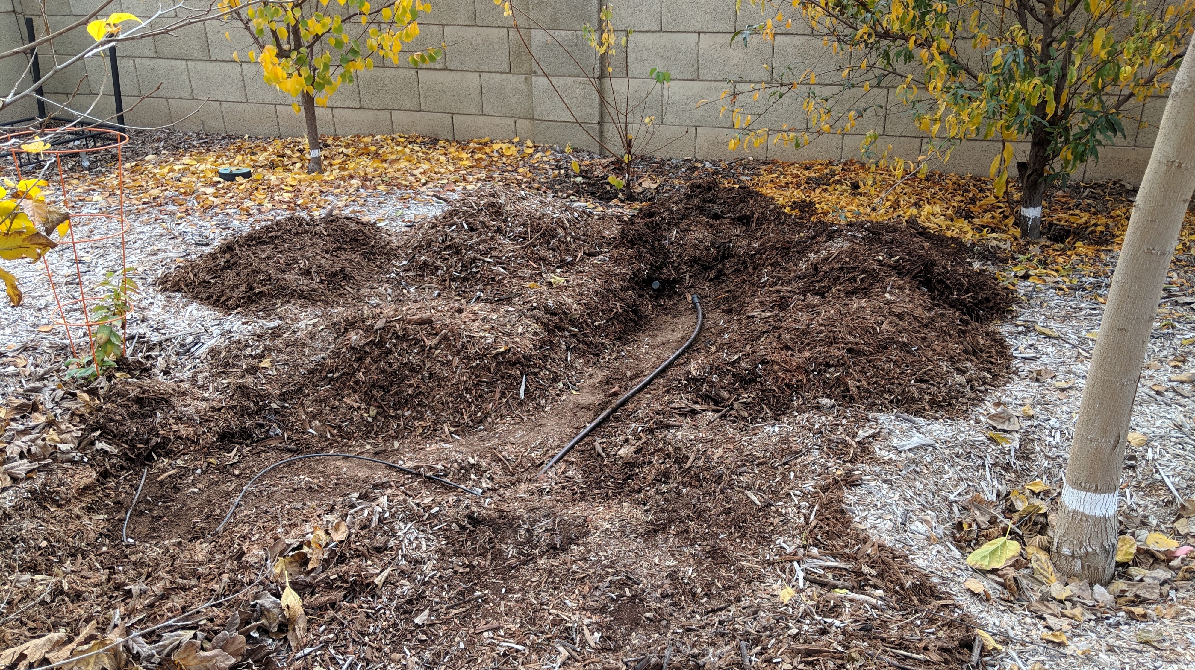 A plant, tree, bush, shrub or vine