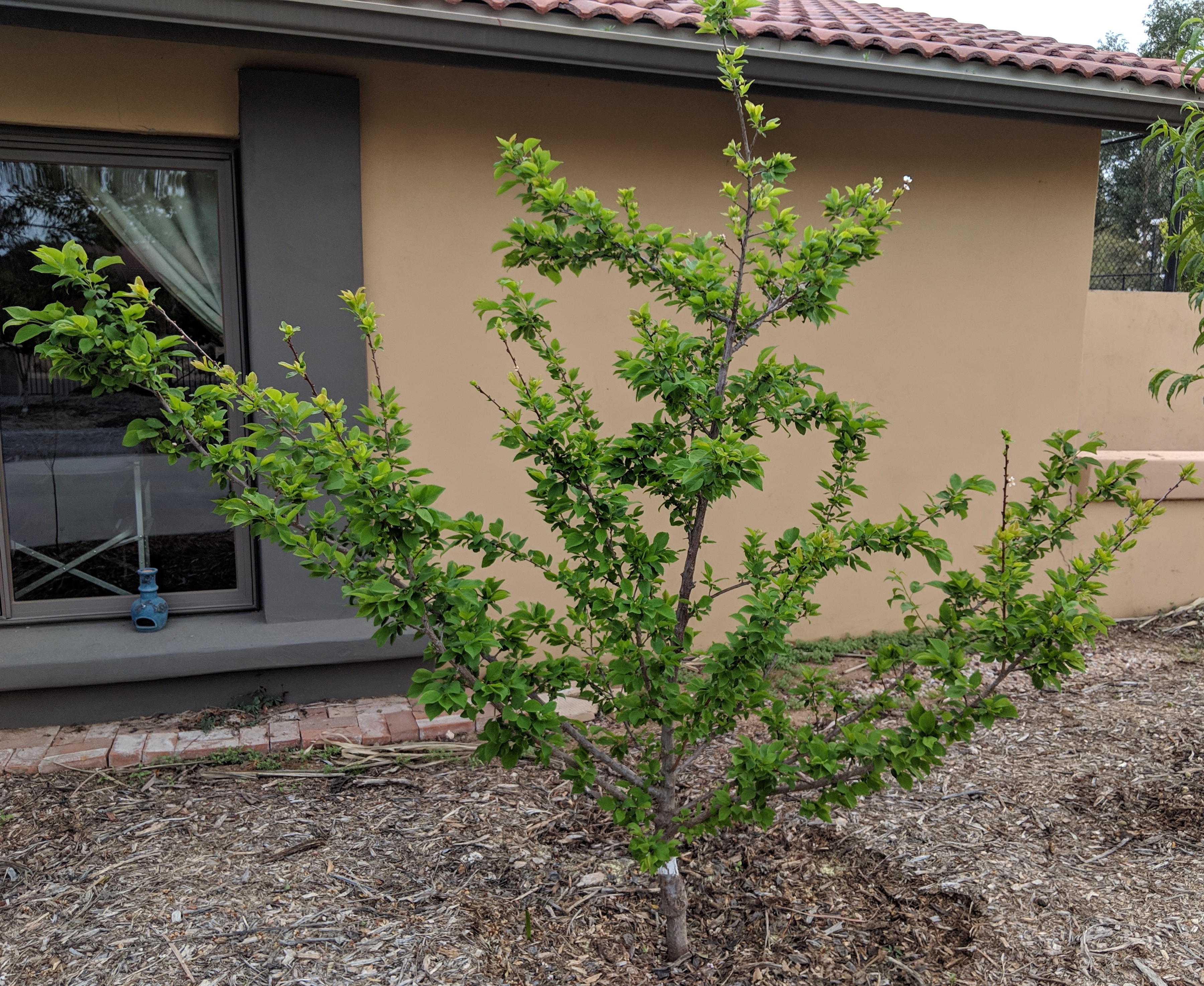 A plant, tree, bush, shrub or vine