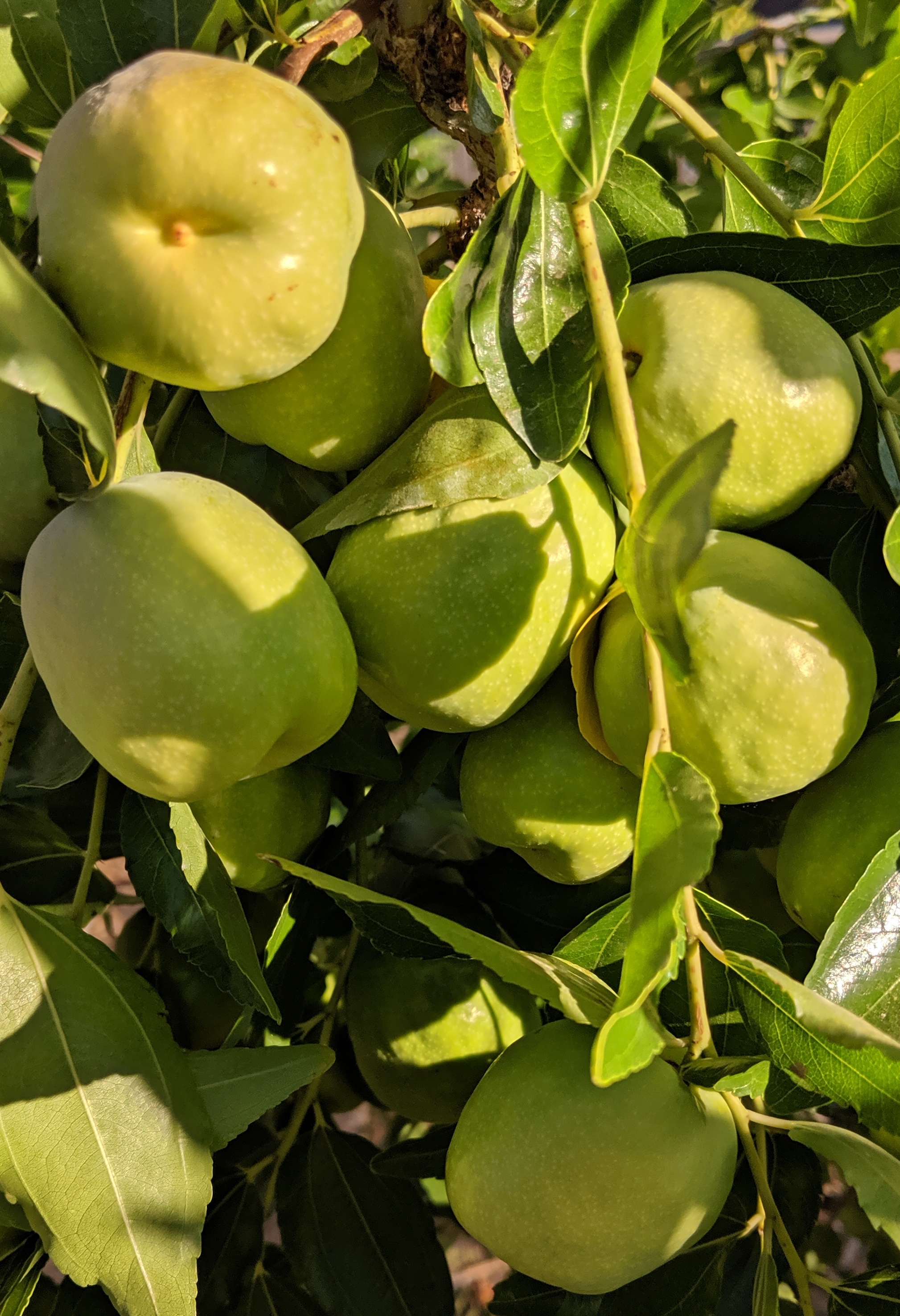 A plant, tree, bush, shrub or vine
