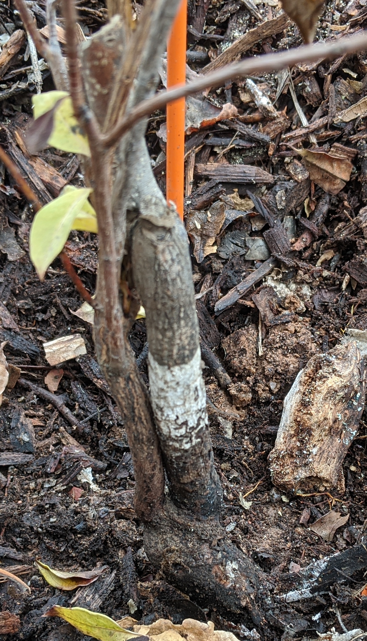 A plant, tree, bush, shrub or vine