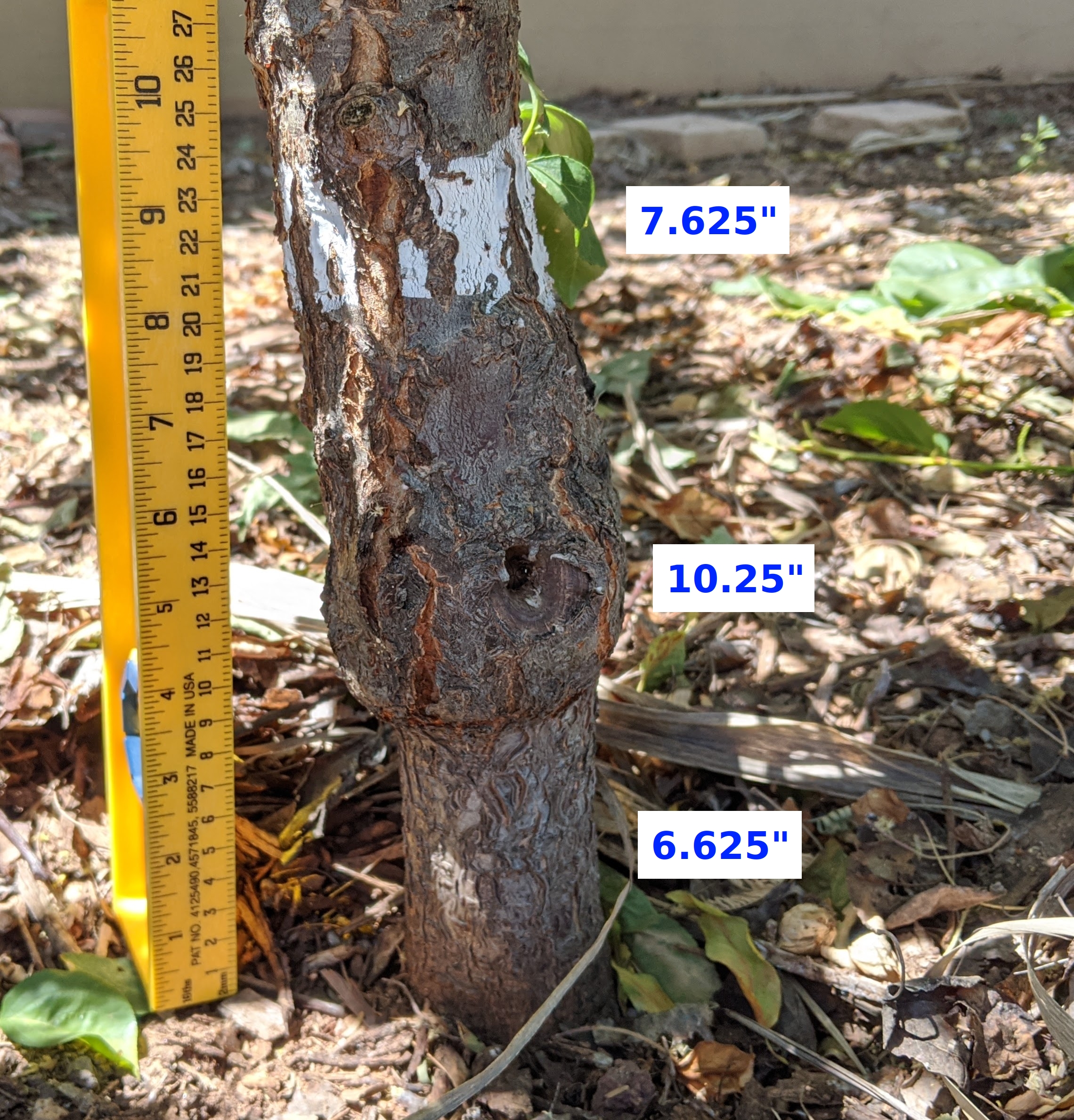 A plant, tree, bush, shrub or vine