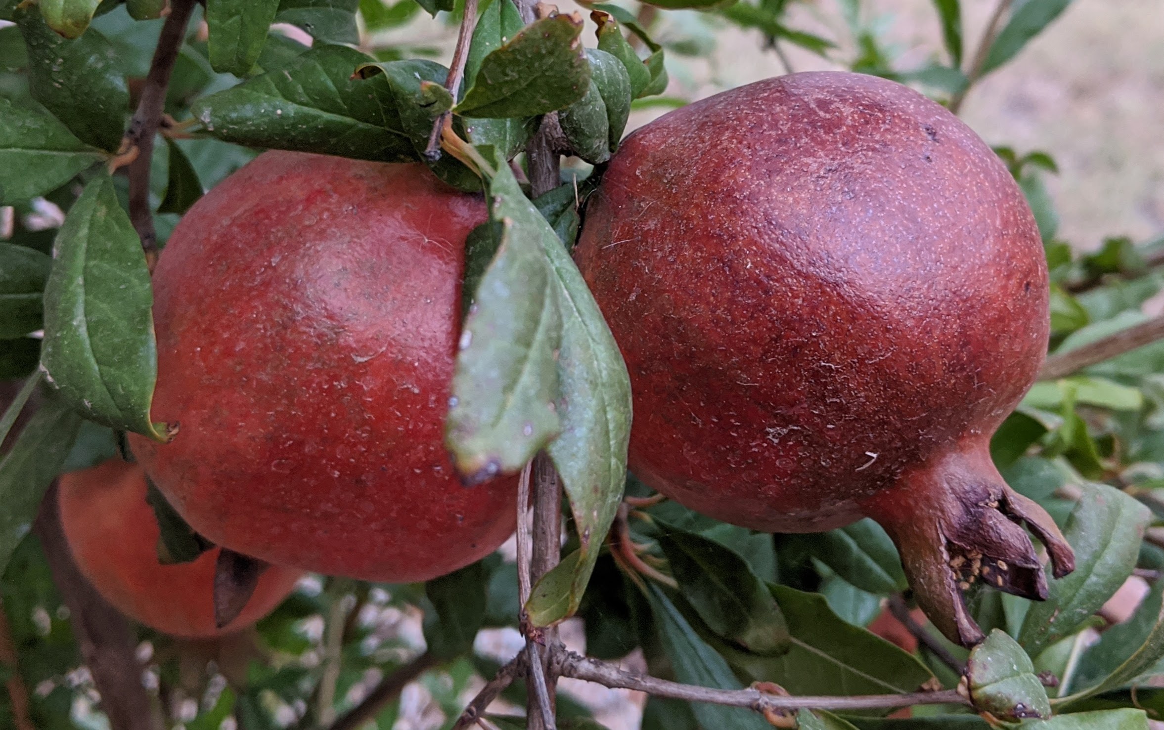 A plant, tree, bush, shrub or vine