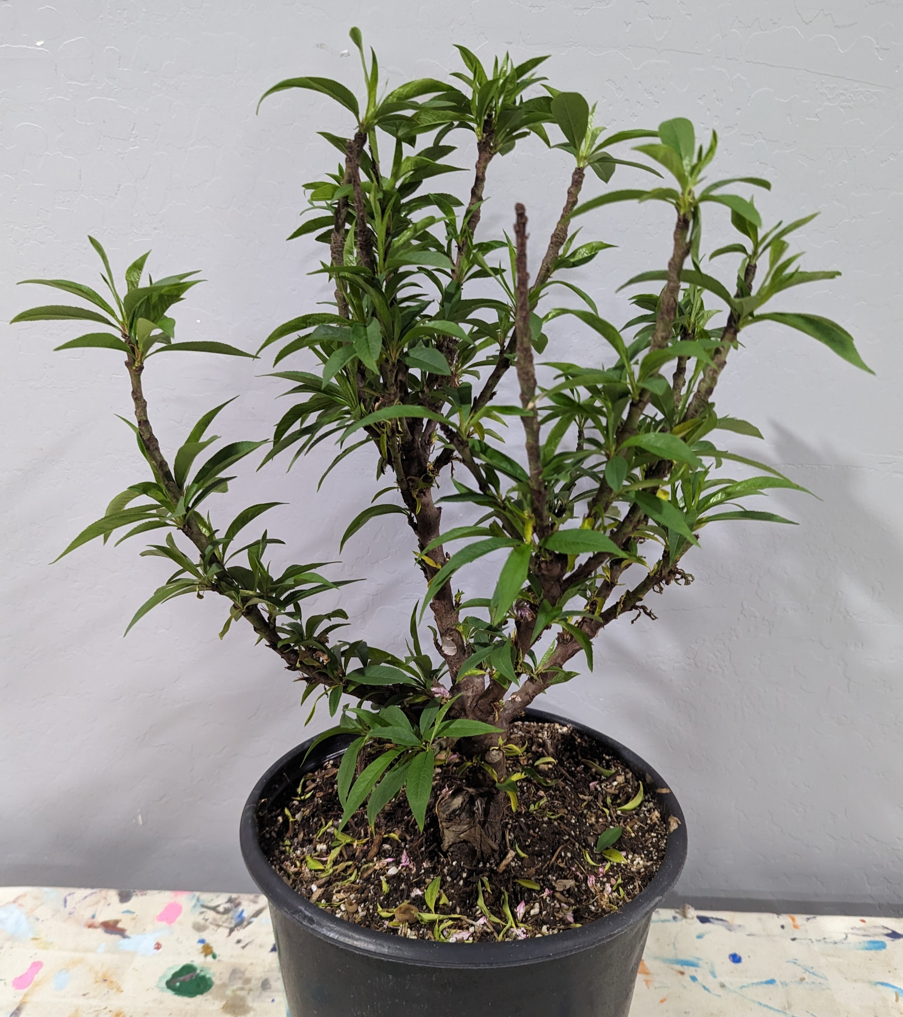 A plant, tree, bush, shrub or vine