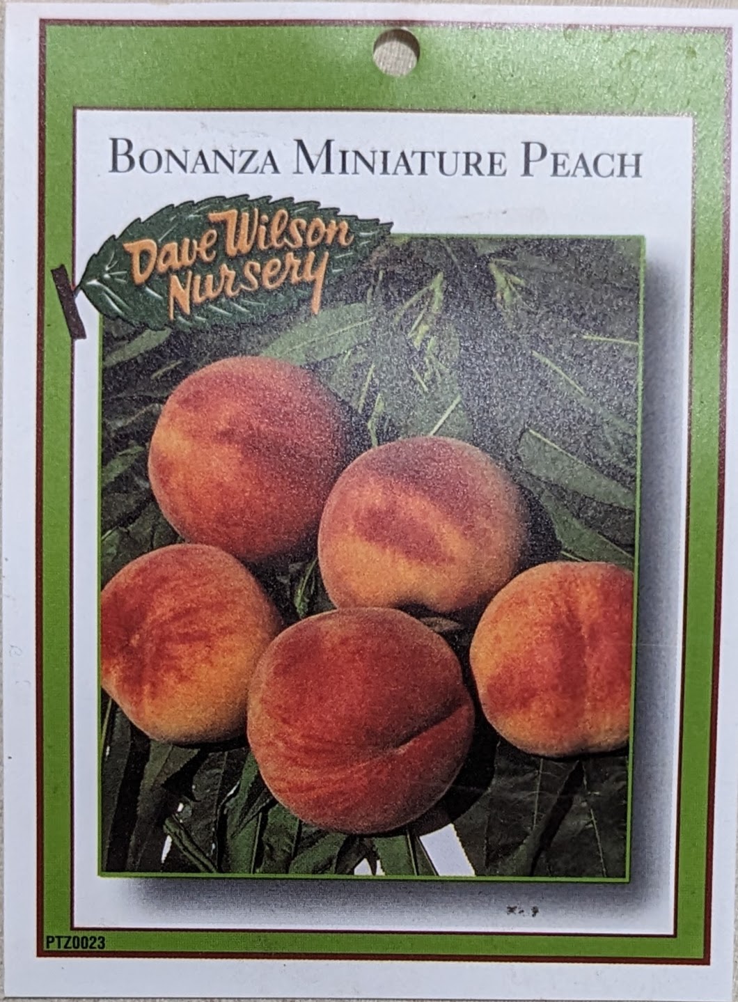 A plant, tree, bush, shrub or vine