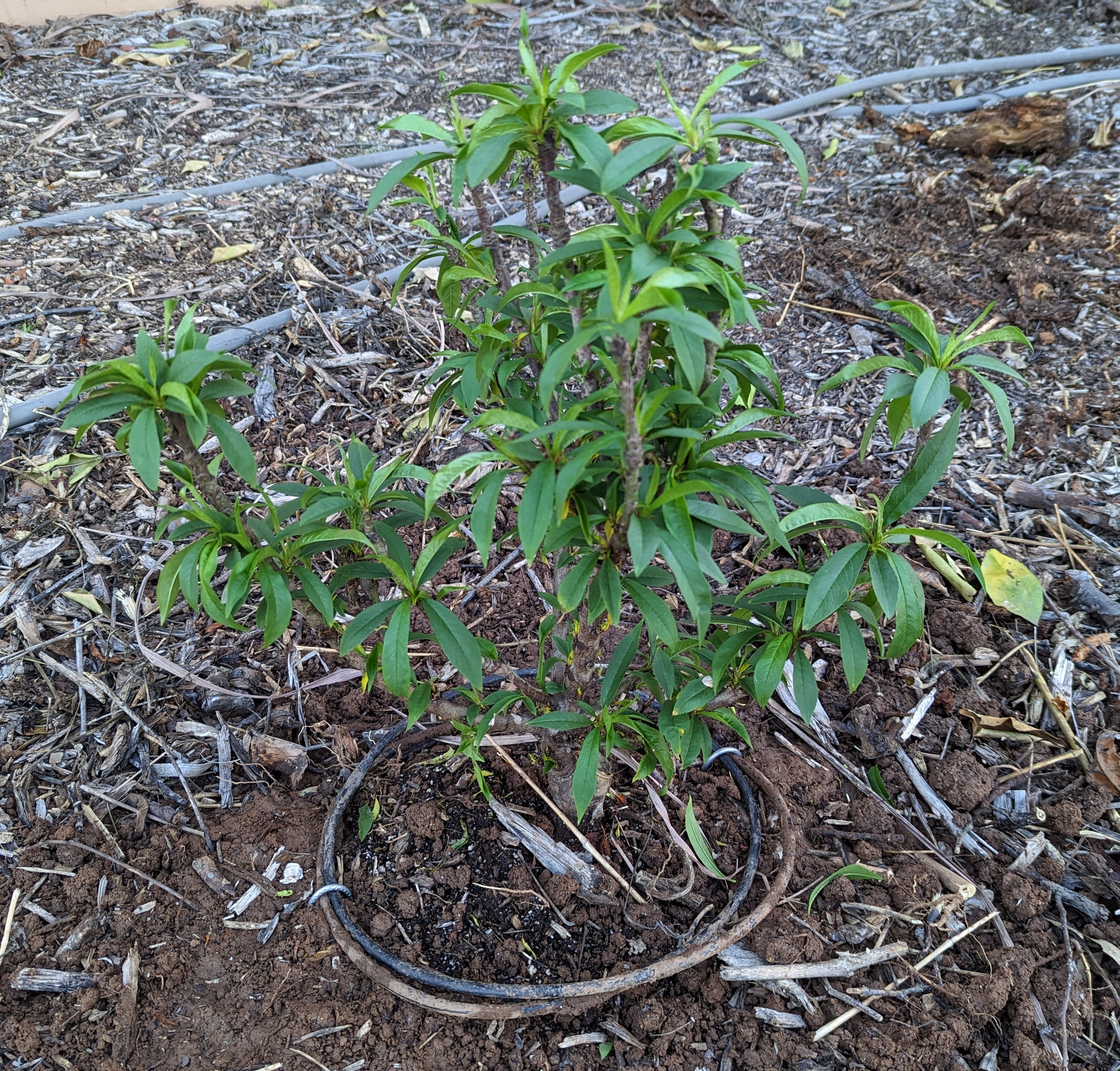 A plant, tree, bush, shrub or vine