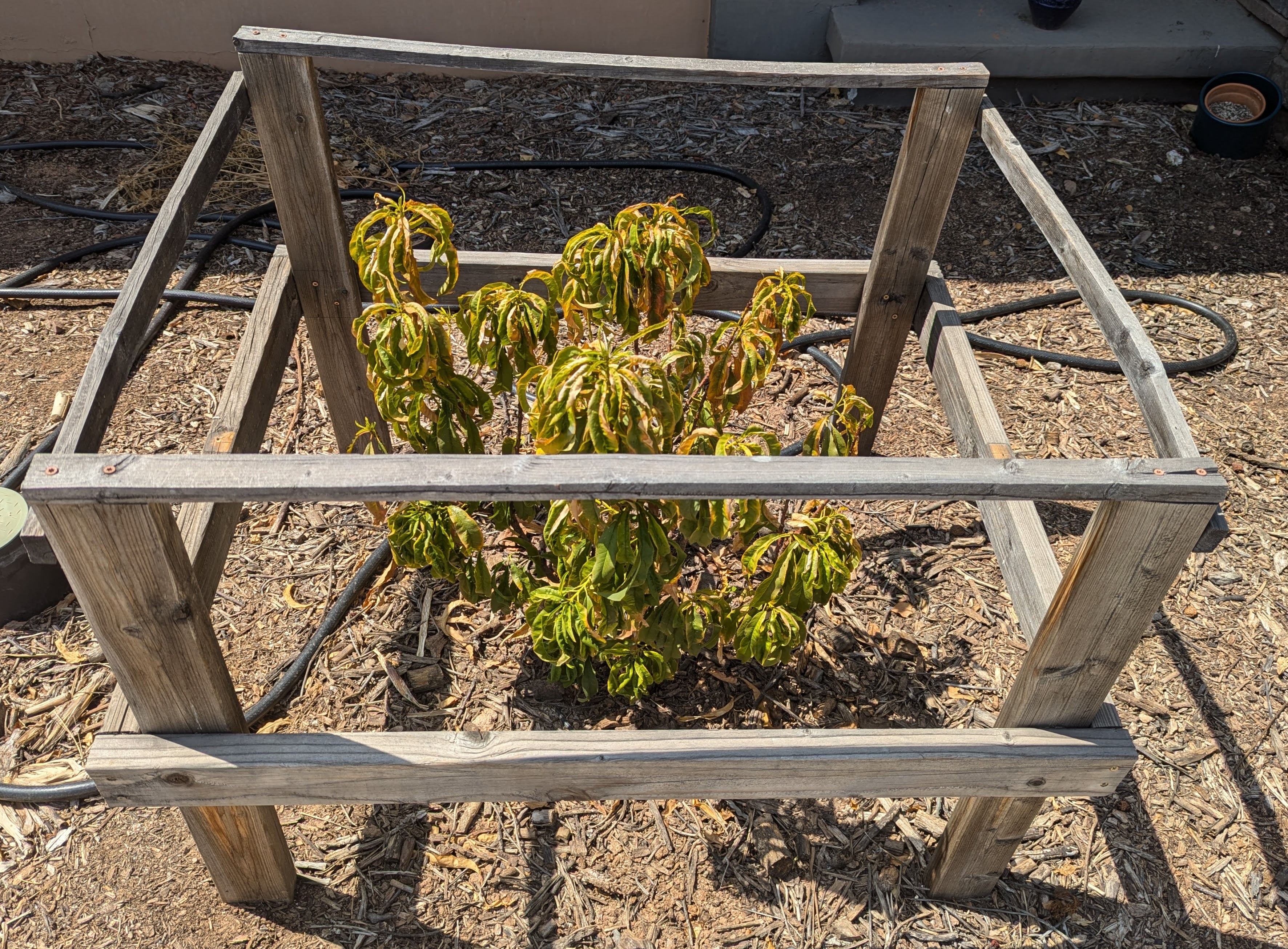 A plant, tree, bush, shrub or vine
