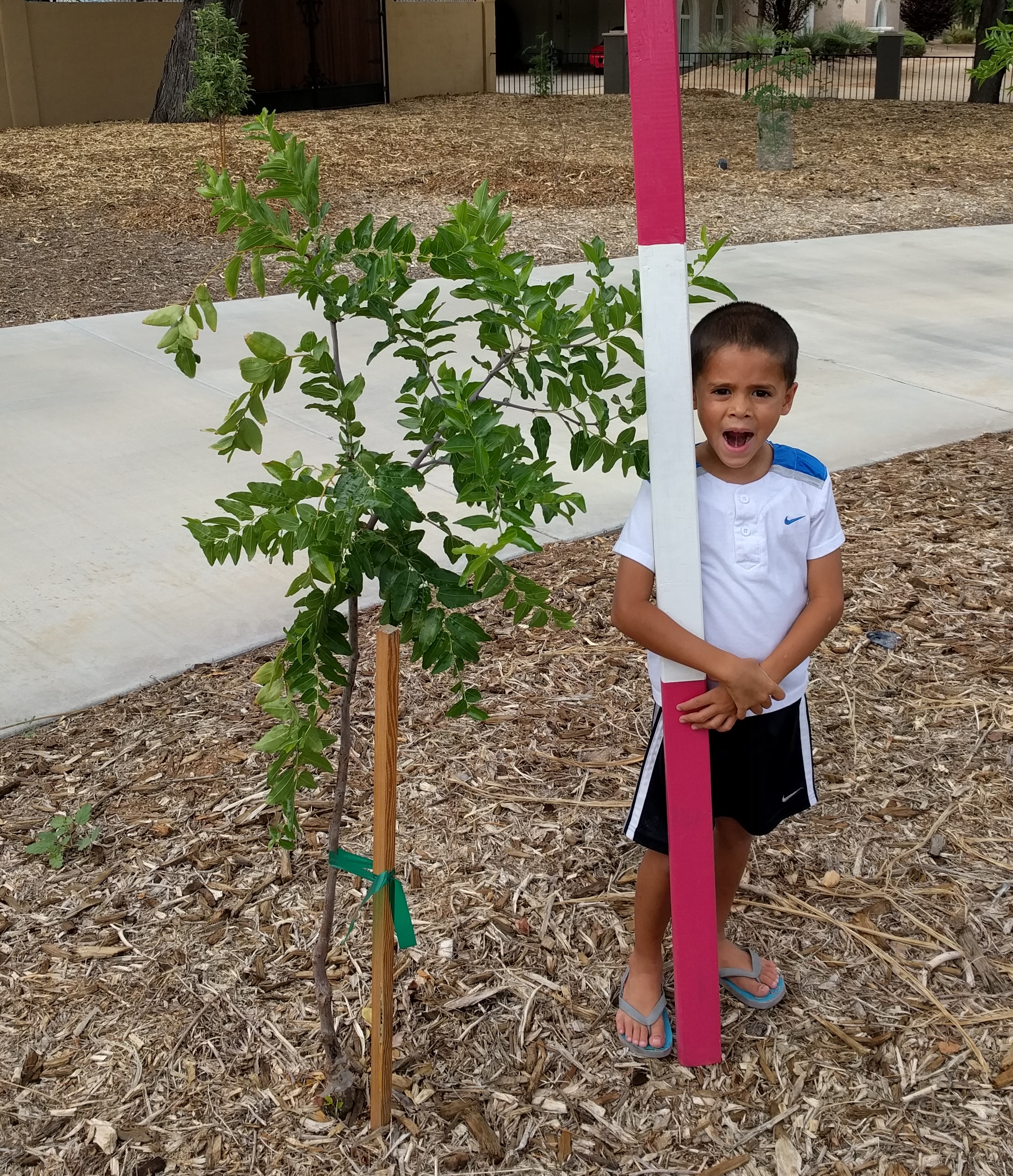 A plant, tree, bush, shrub or vine