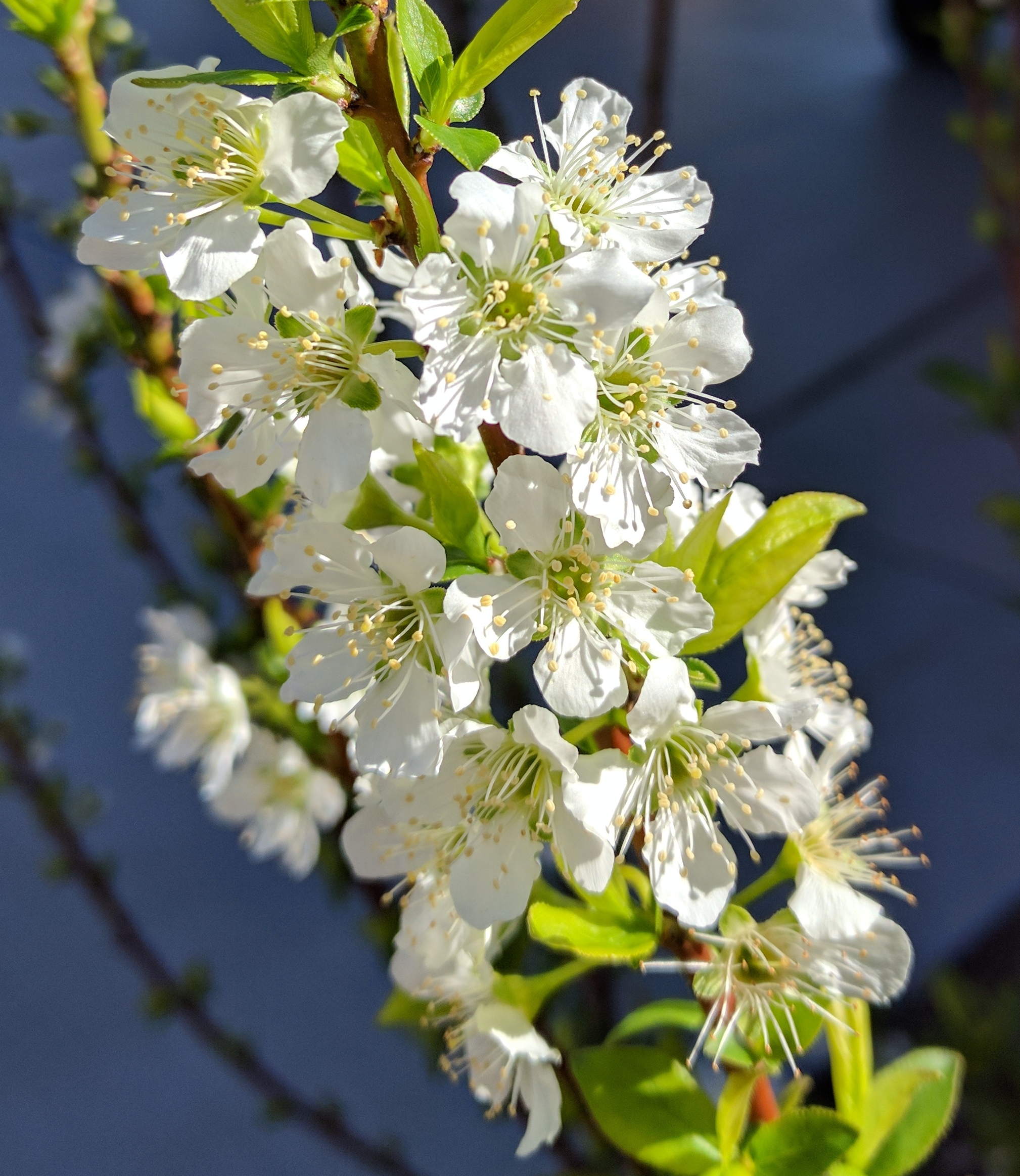 A plant, tree, bush, shrub or vine