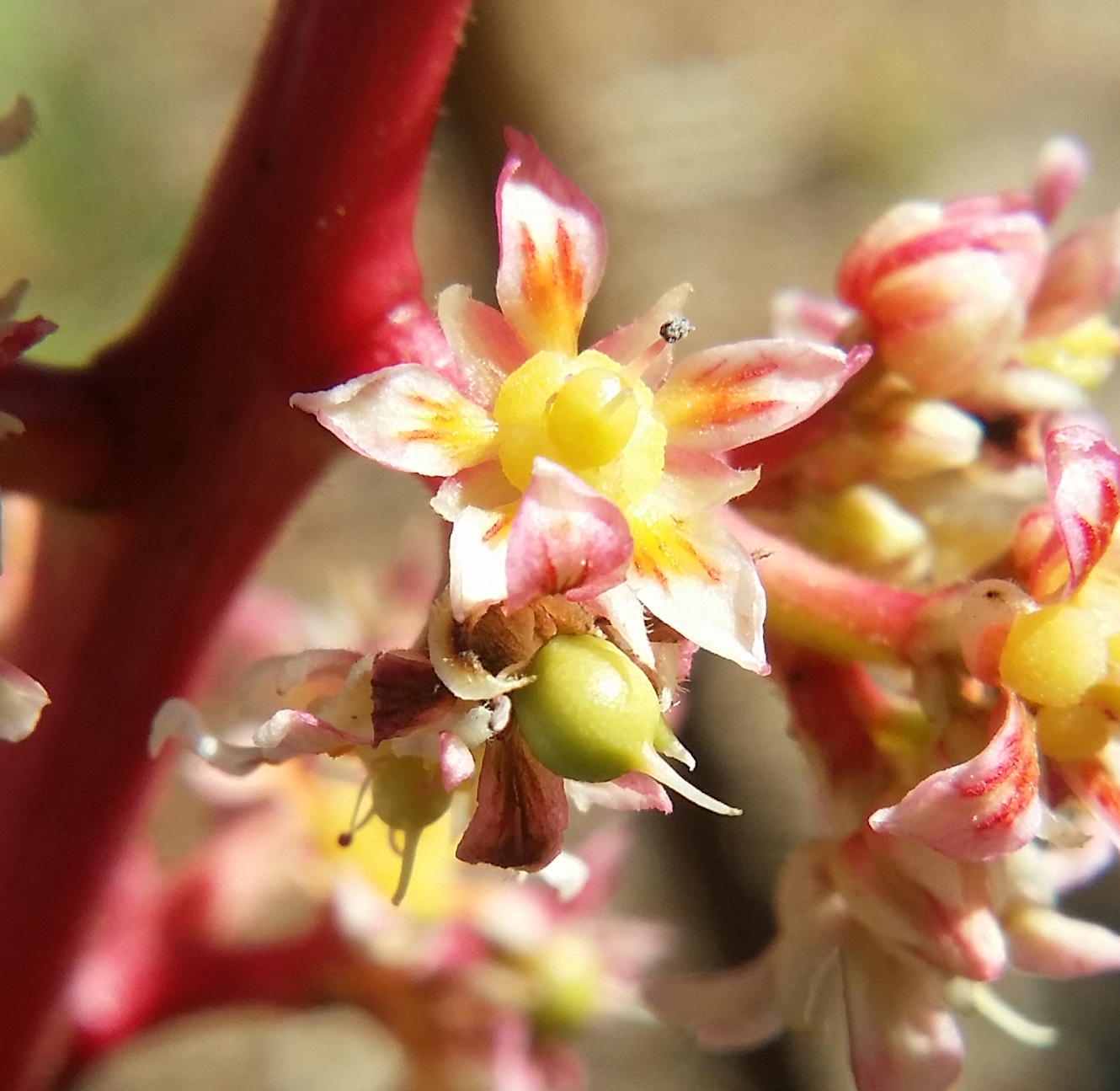 Mango - Southern Blush