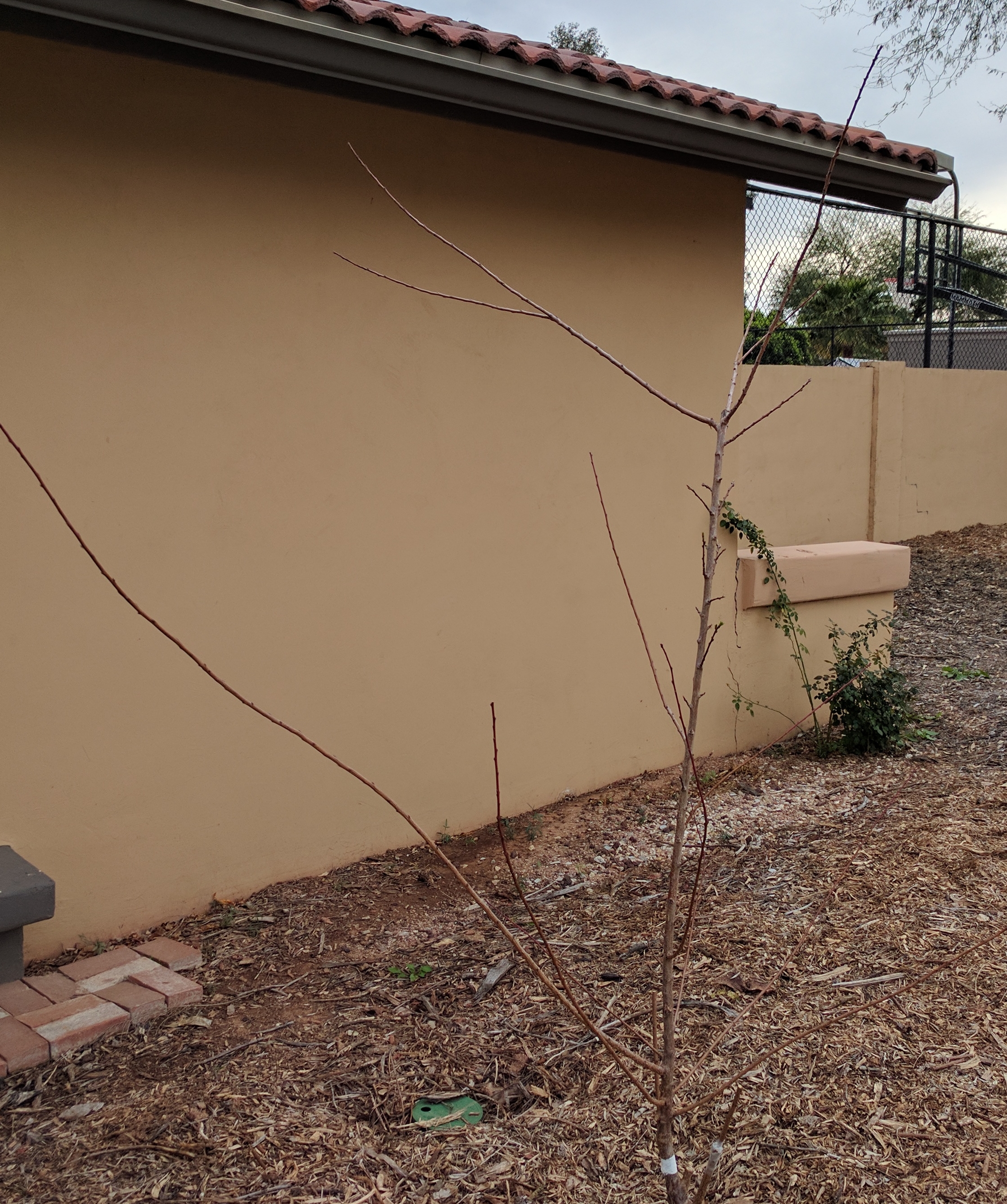 A plant, tree, bush, shrub or vine