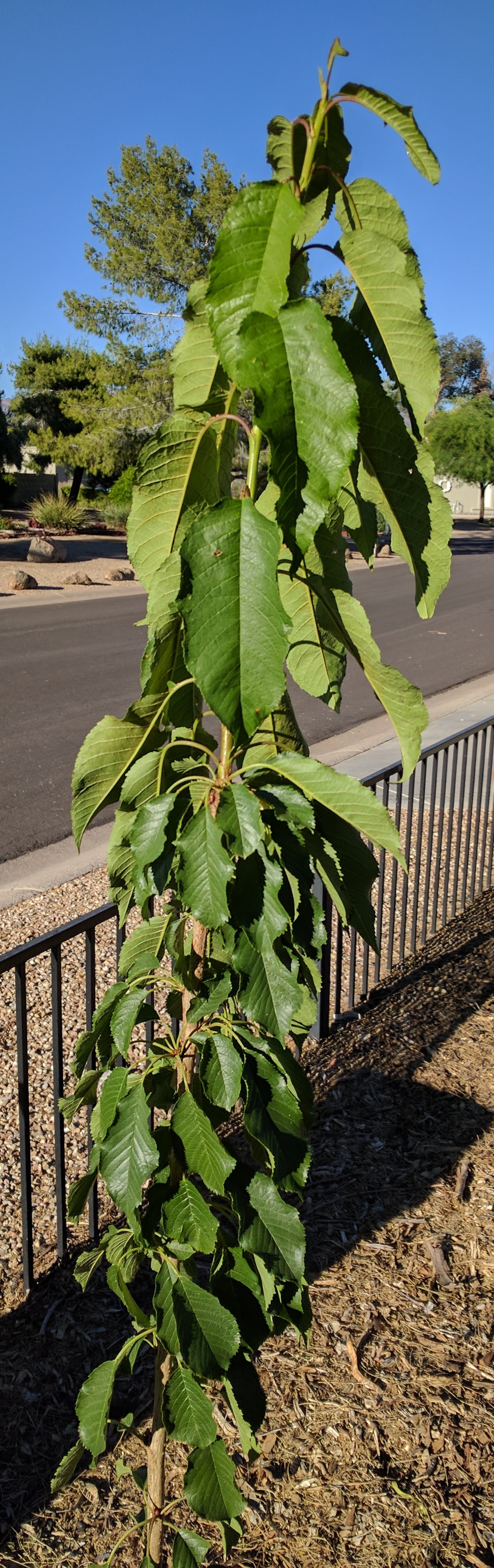 A plant, tree, bush, shrub or vine
