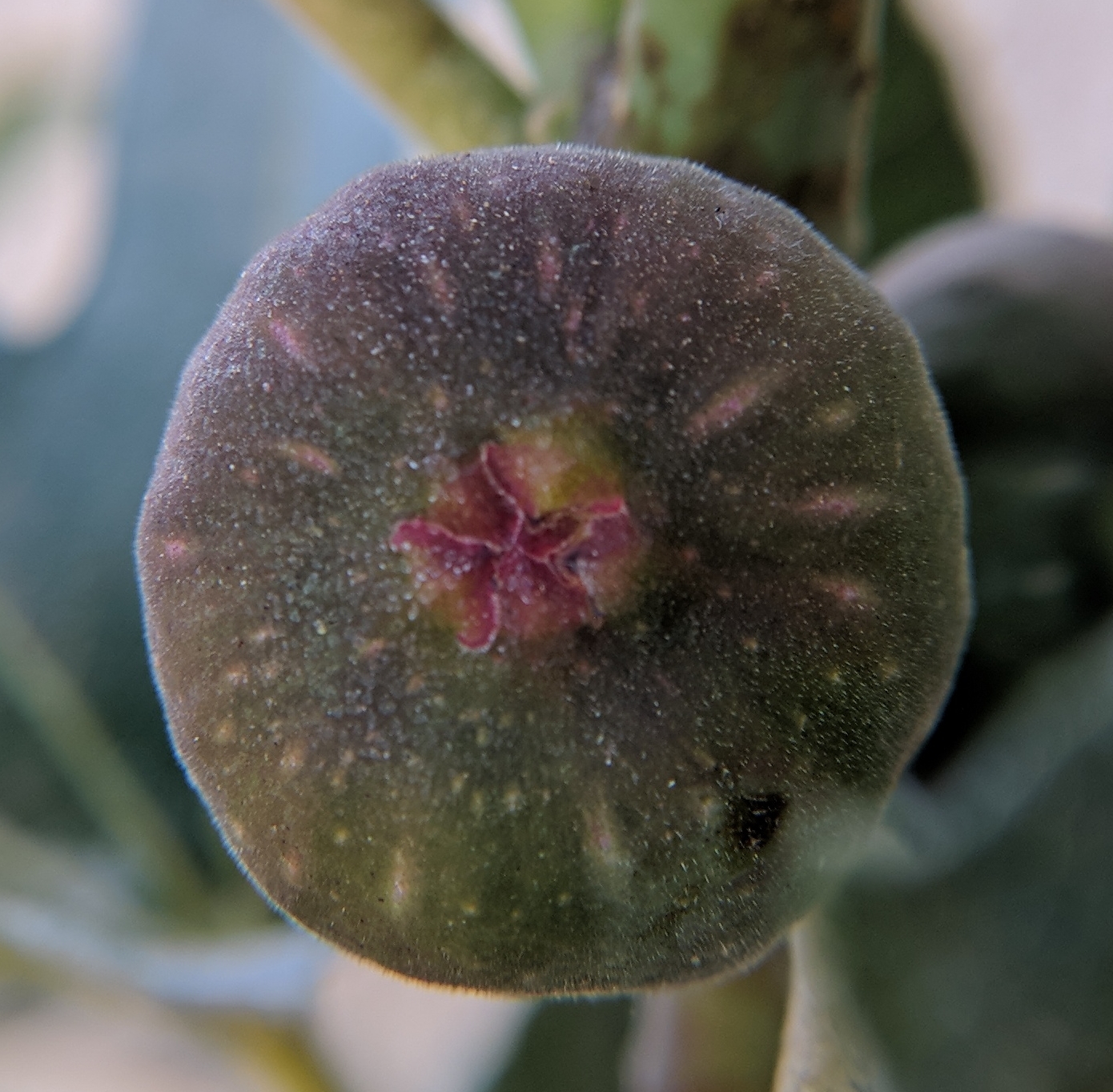 A plant, tree, bush, shrub or vine