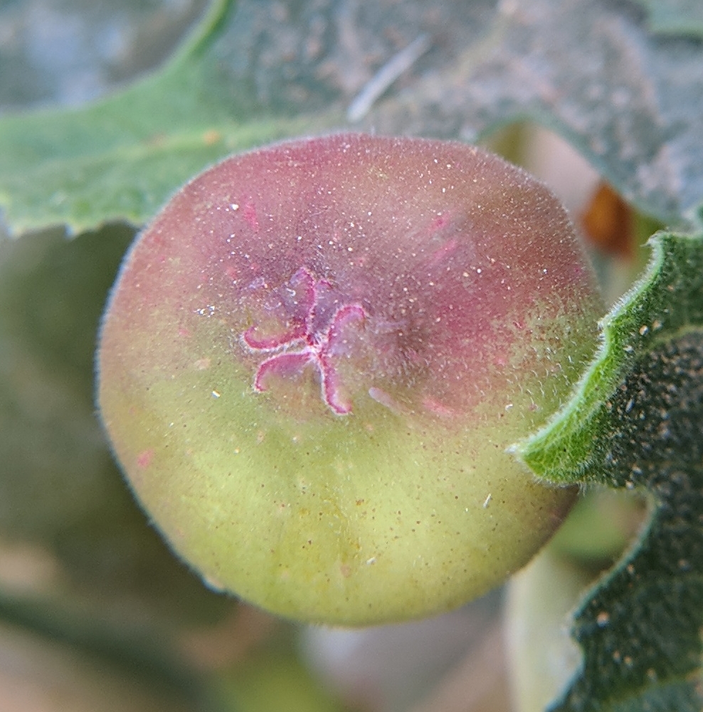 A plant, tree, bush, shrub or vine