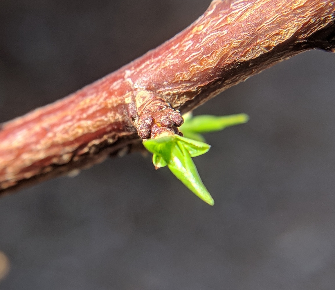 A plant, tree, bush, shrub or vine