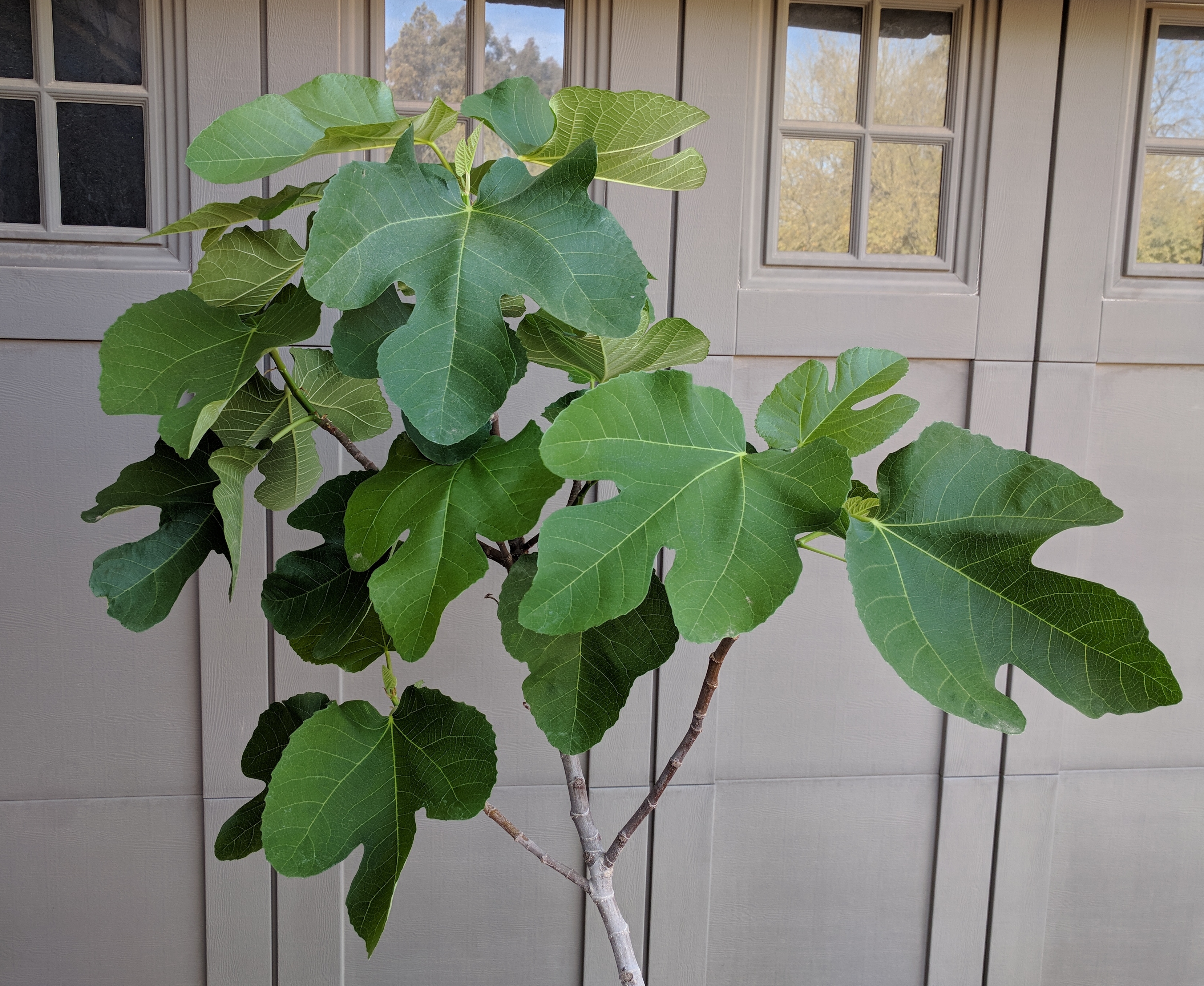 A plant, tree, bush, shrub or vine